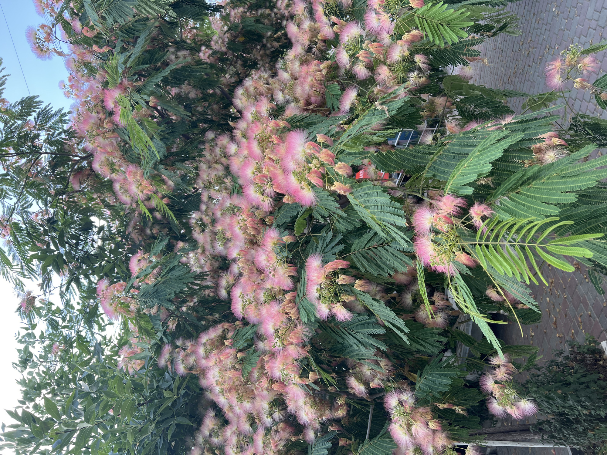 This media file shows a close-up view of a blooming Mimosa tree. The tree's delicate, pink, feathery blossoms are abundant and create a soft, fluffy texture against the backdrop of its dark green, fern-like leaves. The blossoms are clustered together, forming pom-pom like structures that are a vibrant pink at their tips and fade to a lighter hue closer to the stem. The leaves are compound, with many small, narrow leaflets arranged along a central stem, giving them a delicate appearance.
The image appears to be taken during the daytime, with natural light illuminating the tree. The sky is visible in some parts of the image, appearing bright blue, suggesting clear weather. The leaves and blossoms are oriented in various directions, indicating they are on a tree. In the background, a cobblestone path can be seen, with some fallen leaves scattered on it, suggesting an outdoor setting, possibly a park, garden, or street. A portion of a dark green bush or hedge is also visible at the bottom right, further confirming an outdoor environment. There is no visible text in the media file. The overall impression is one of natural beauty and the vibrancy of springtime or early summer.