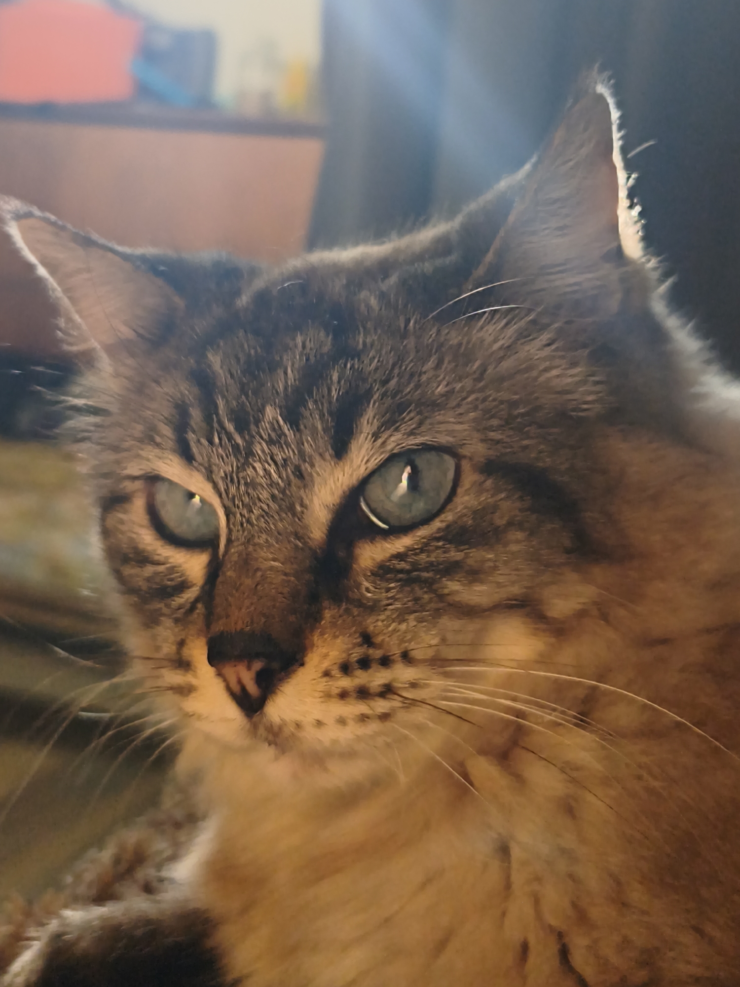 This is a close-up, vertical shot of a cat's face, with its head turned slightly to the left. The cat has striking blue-green eyes with a noticeable reflection in the right eye. Its fur is a mix of brown, grey, and black tabby markings. Sunlight illuminates the cat's face from the right, creating bright highlights and casting some shadows. The background is out of focus, showing a blurred reddish object on the left and a darker, indistinct area on the right, possibly indicating an indoor setting. There is no discernible connection to Sevastopol, Ukraine.