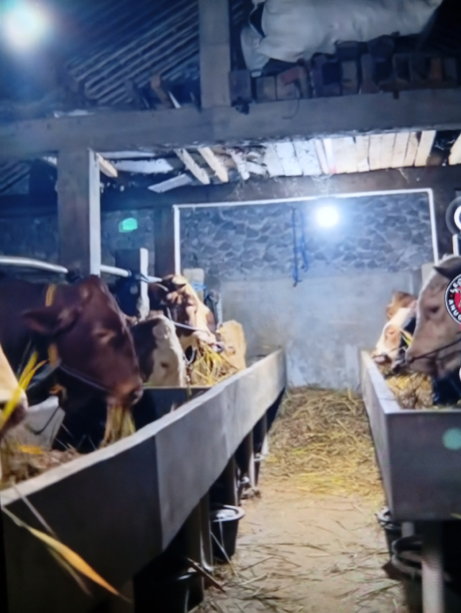 The image depicts an indoor cattle barn or stable, presumably located in Lhokseumawe, Indonesia. The scene is illuminated by artificial overhead light sources, with a prominent bright light in the upper left quadrant and another in the background, casting light on a stone-patterned wall. A central dirt aisle, strewn with hay and straw, separates two rows of elevated concrete feeding troughs.
On the left side of the aisle, a line of brown and brown-and-white cows is observed, with their heads down in the trough, actively consuming hay. Some animals display yellow tags or ropes near their ears or necks. On the right side, another line of light brown cows is similarly engaged in feeding from a parallel trough. One cow on the far right has a distinctive red and black circular emblem or tag affixed to its head.
The barn's upper structure consists of exposed wooden beams supporting what appears to be a corrugated or planked roof. Discarded white material, possibly bags, is piled on a horizontal beam in the upper central area. A blue rope hangs from the ceiling in the mid-background. Buckets are visible beneath the troughs. No human presence is discernible in the frame.