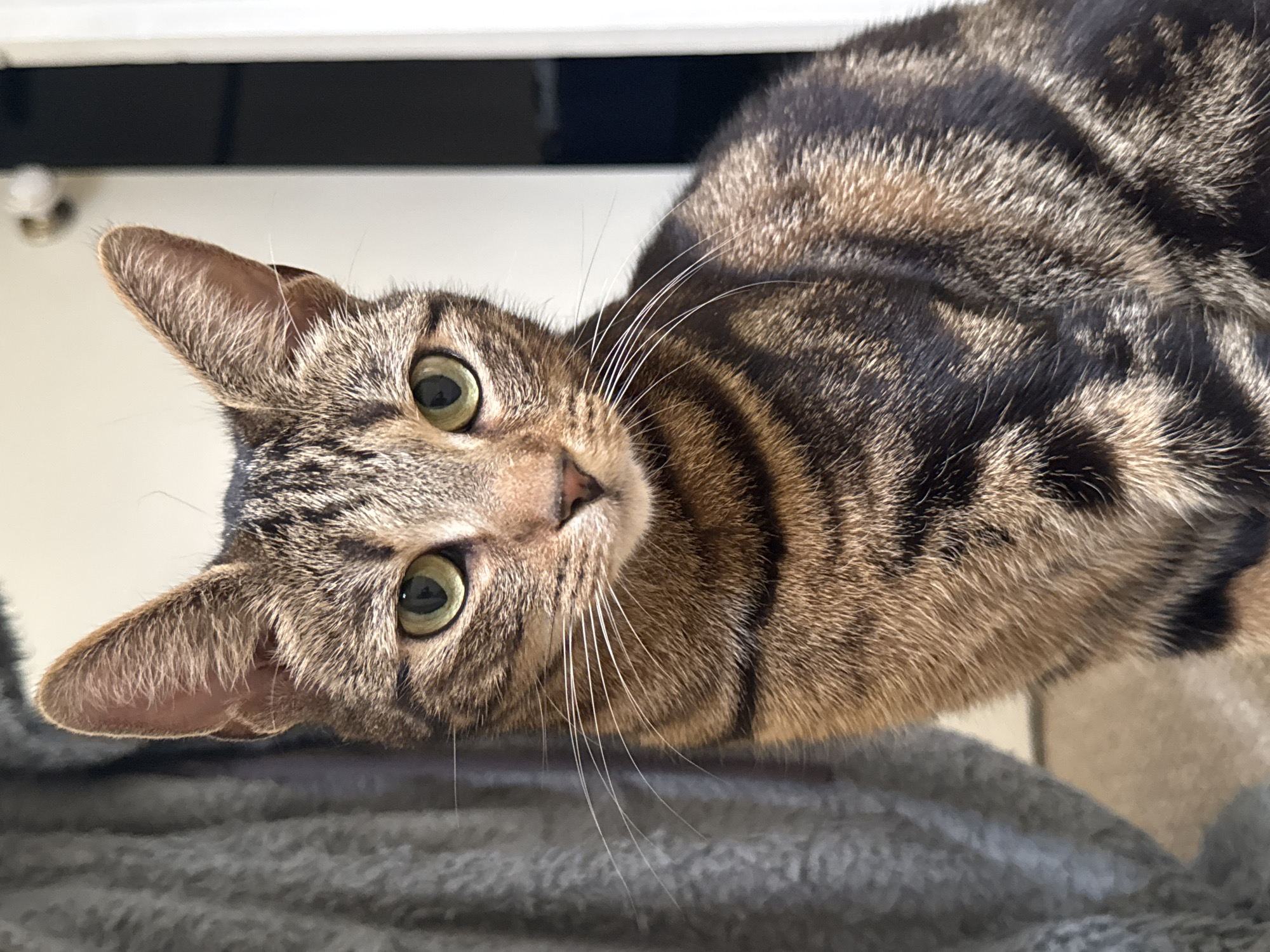 A domestic tabby cat is depicted in a close-up, frontal view, seated indoors in Desborough, United Kingdom. The feline exhibits a brown and black striped and spotted coat pattern, with prominent white whiskers and green, almond-shaped eyes that face directly forward. The background on the left consists of a blurred, textured gray fabric. To the right, a white door frame or wall is visible, partially obscuring a dark interior beyond, with a metallic door handle present in the upper right quadrant. No other subjects or actions are observed.