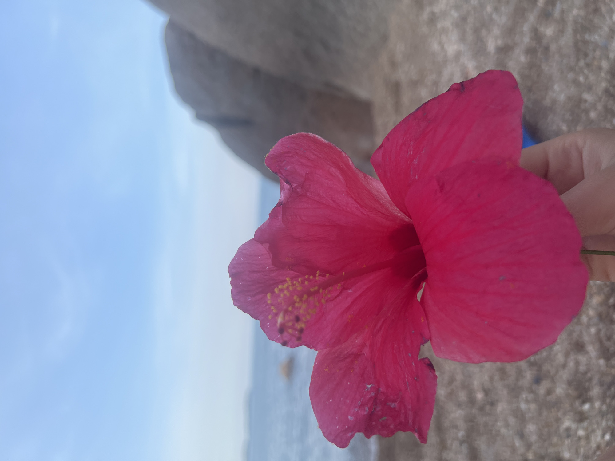 A close-up shot focuses on a vibrant pink hibiscus flower held in a person's hand. The flower's petals are the dominant feature, with visible stamens and pistils. In the background, a blurred scene unfolds, revealing a beach with pebbles, the calm sea, and large rock formations against a pale blue sky. The image appears to be taken outdoors, possibly on a beach in Ko Samui District, Thailand.