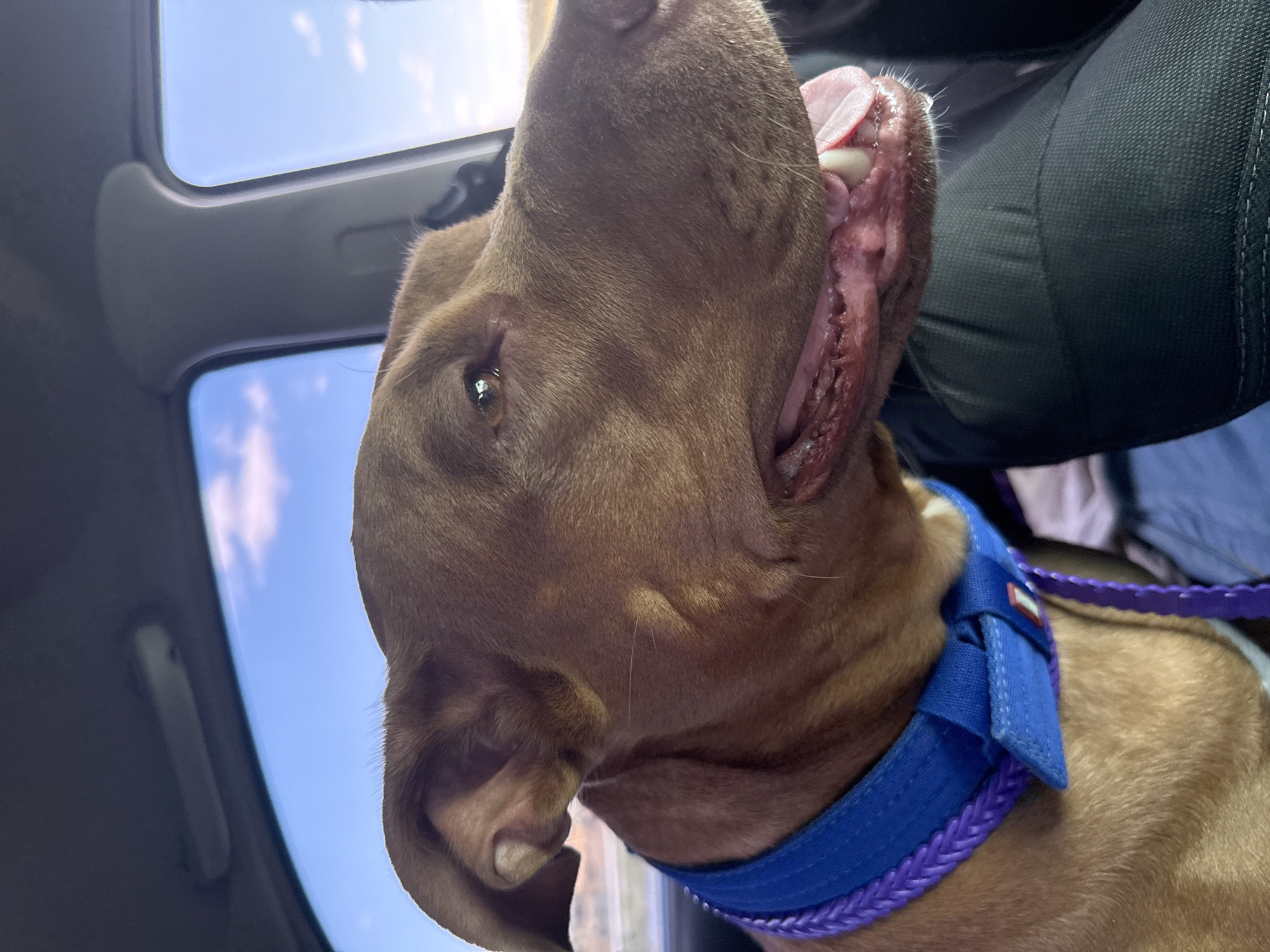 A brown dog with a blue and purple collar is visible in a car. The dog is looking to the right, with its mouth slightly open, revealing its teeth and tongue. The car interior is visible, including the car's roof, windows, and a person's leg wearing black pants. The sky is visible through the windows, with clouds and a distant landscape. The image was taken in Svitle, Ukraine.