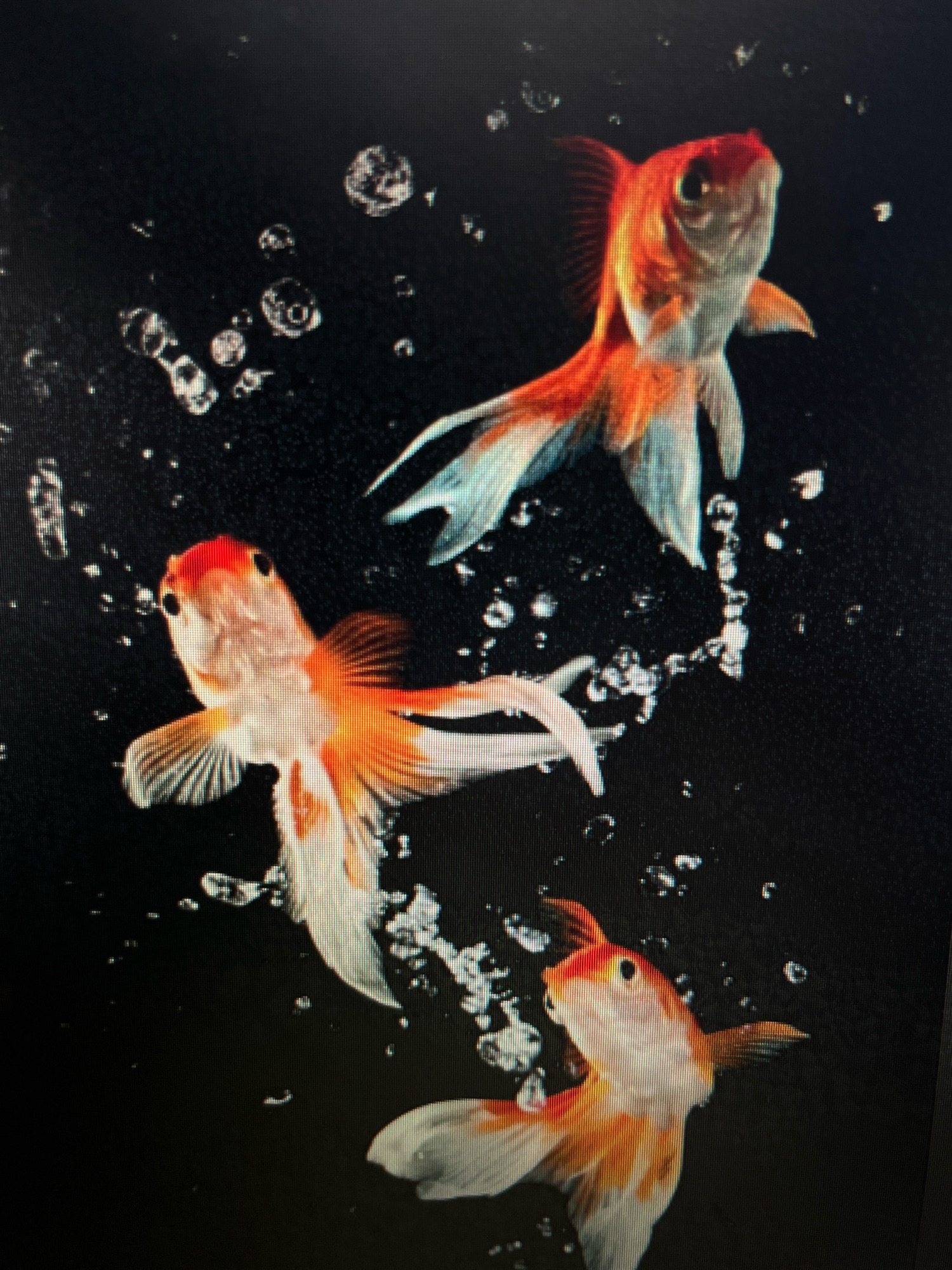 The image depicts three goldfish swimming in dark water, with several bubbles scattered around them. The goldfish are orange and white, with flowing fins. One goldfish is positioned in the upper right of the frame, another in the mid-left, and the third in the lower center. The background is black, creating a stark contrast with the bright colors of the fish. This image does not contain any elements that would allow for its location to be identified within the city of Sejahtera, Indonesia.