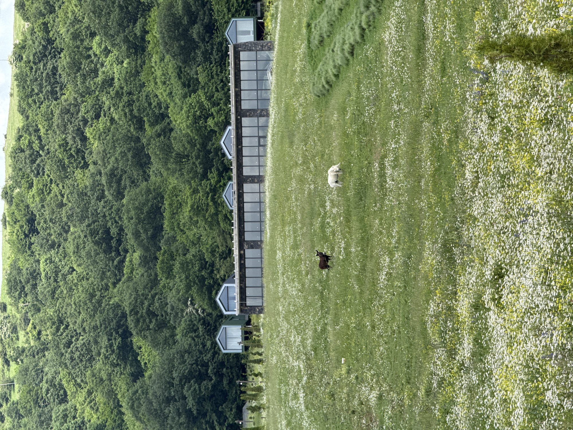 The image depicts a wide shot of a rural landscape in Dsegh, Armenia, on a cloudy day. In the foreground, a vast meadow is covered with a dense carpet of small white and yellow wildflowers. Two animals, a dark brown one that appears to be a goat or deer, and a white sheep or llama, are grazing in the meadow. Behind the meadow, a modern, multi-story building with a dark stone facade and large glass windows is visible, featuring several peaked roof sections in a light blue color. Further in the background, a dense forest of green trees covers a hillside, reaching up towards a hazy sky. The scene conveys a sense of tranquility and natural beauty.