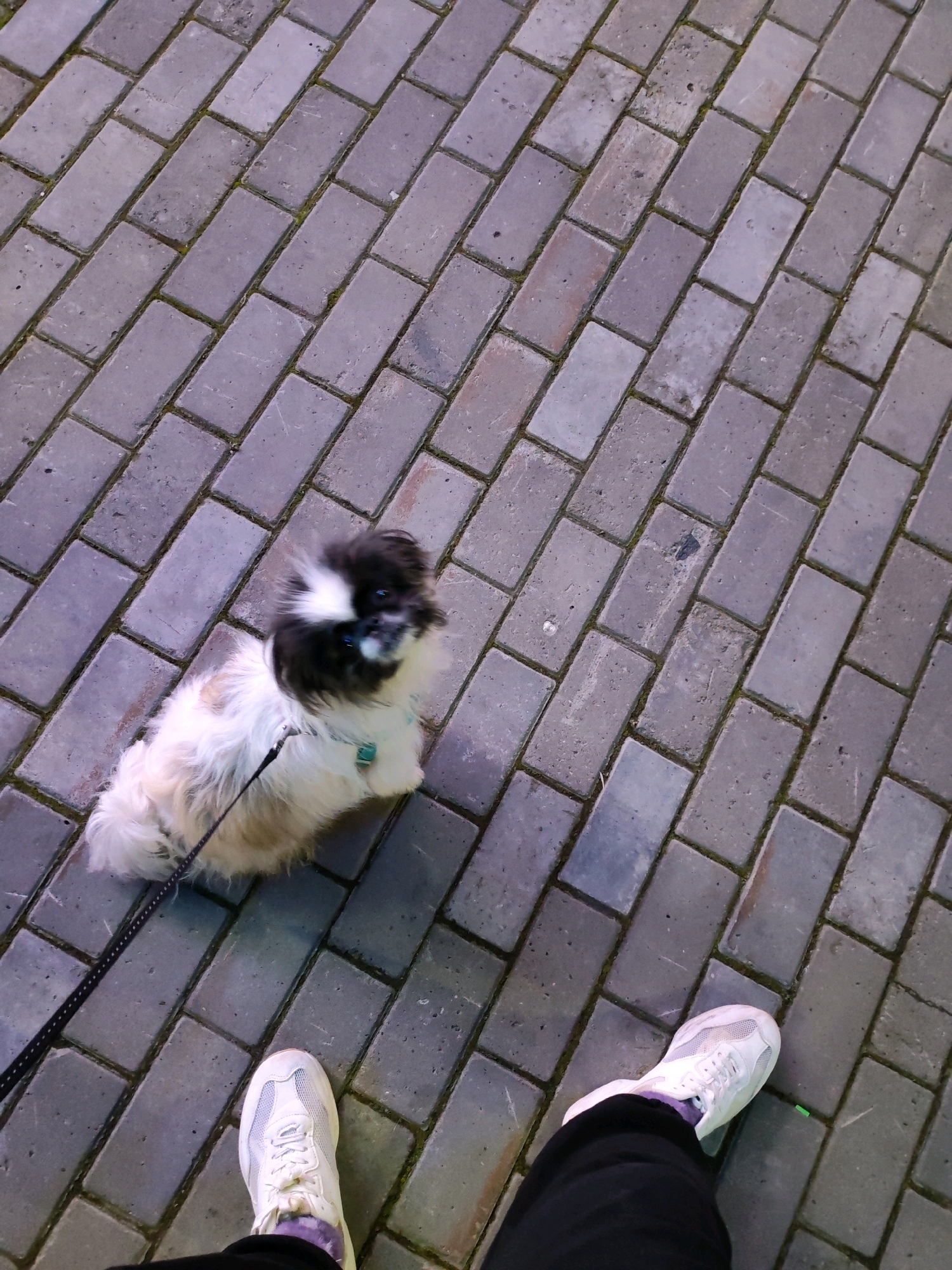 The image depicts a dog on a leash walking on a brick-paved sidewalk. The dog is small and fluffy with black and white markings on its face. It is wearing a blue harness. The sidewalk is made of gray rectangular bricks laid in a herringbone pattern. The perspective is from above, looking down at the dog and the sidewalk. In the lower right corner of the image, a person's feet are visible, wearing white sneakers and dark pants. The background is out of focus and shows more of the brick-paved area, suggesting an outdoor urban environment. There is no specific information in the image that links it to Izhevsk, Russia.