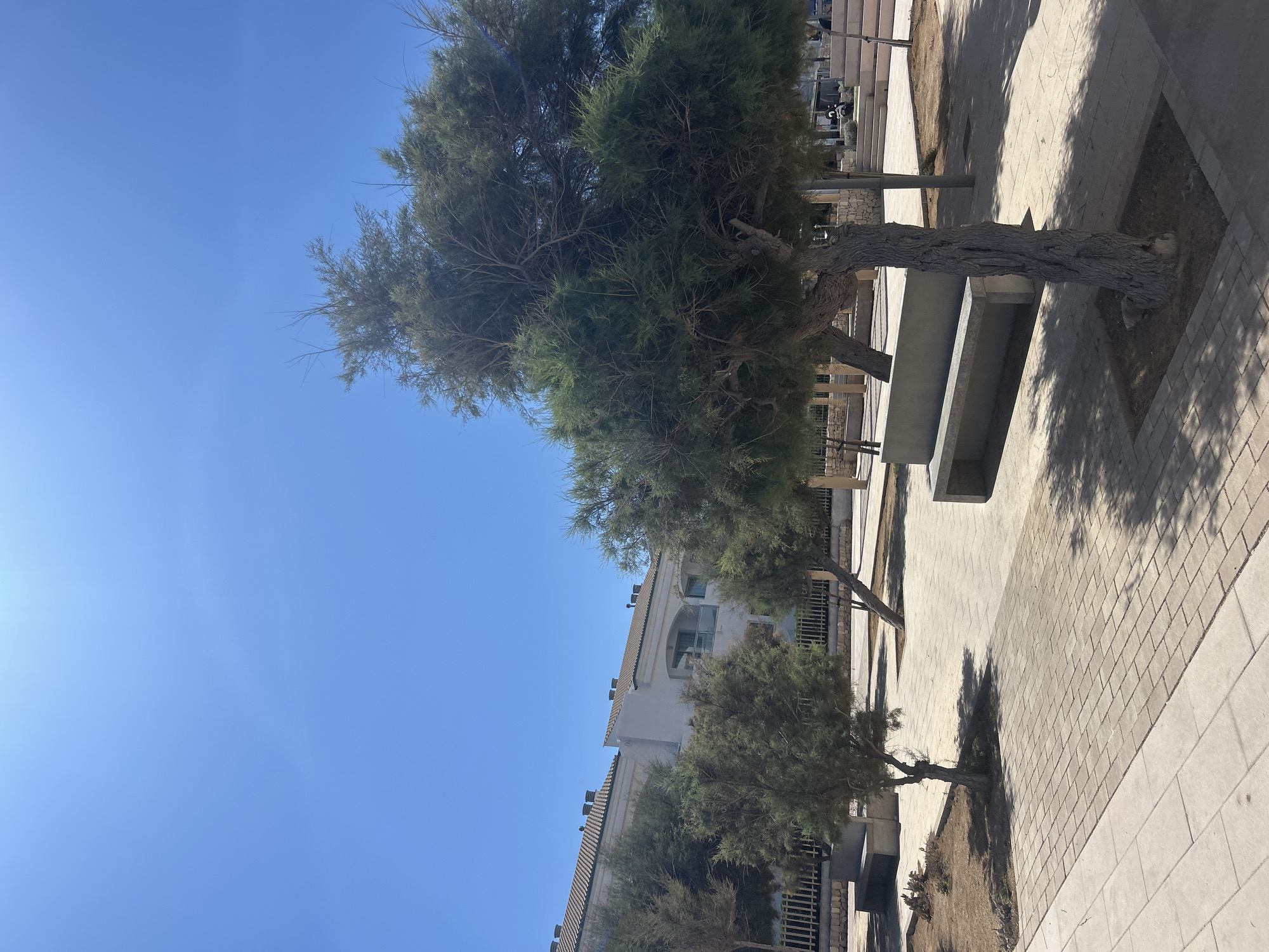 A bright, sunny day in Cala Lliteres, Spain, is captured in this vertical, eye-level shot. The scene is dominated by the clear, vibrant blue sky, which takes up the top half of the image. In the foreground and middle ground, several trees with dense green foliage are sparsely distributed across a paved area. The trees have rough, textured bark and appear somewhat windswept.
The paved area is composed of light-colored rectangular and square tiles, with some sections featuring darker, more tightly packed bricks. Scattered throughout the scene are modern, minimalist benches made of concrete, offering places to sit. Behind the trees and benches, a section of a white building with multiple windows and tiled roofs is visible, suggesting a residential or hotel area. A low stone wall with a metal fence runs along the edge of the building's property.
The lighting suggests it is midday, casting sharp shadows from the trees and benches onto the pavement, creating a dynamic interplay of light and shade. The ground around the trees is covered in a light brown, dry soil. No people are clearly visible, though there are hints of activity in the background. The overall impression is one of a serene, well-maintained outdoor public space in a Mediterranean setting.
