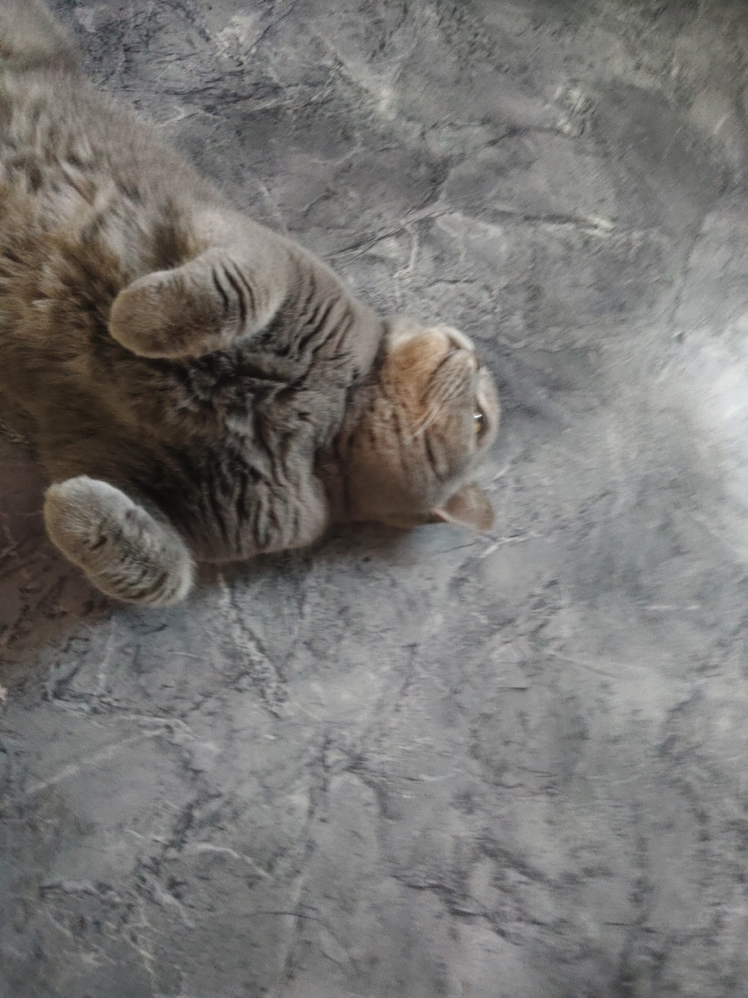 A gray, fluffy cat is lying on its back on a gray textured surface. The cat's paws are curled up near its chest. The cat is looking to its right. The location is Unknown, Unknown.