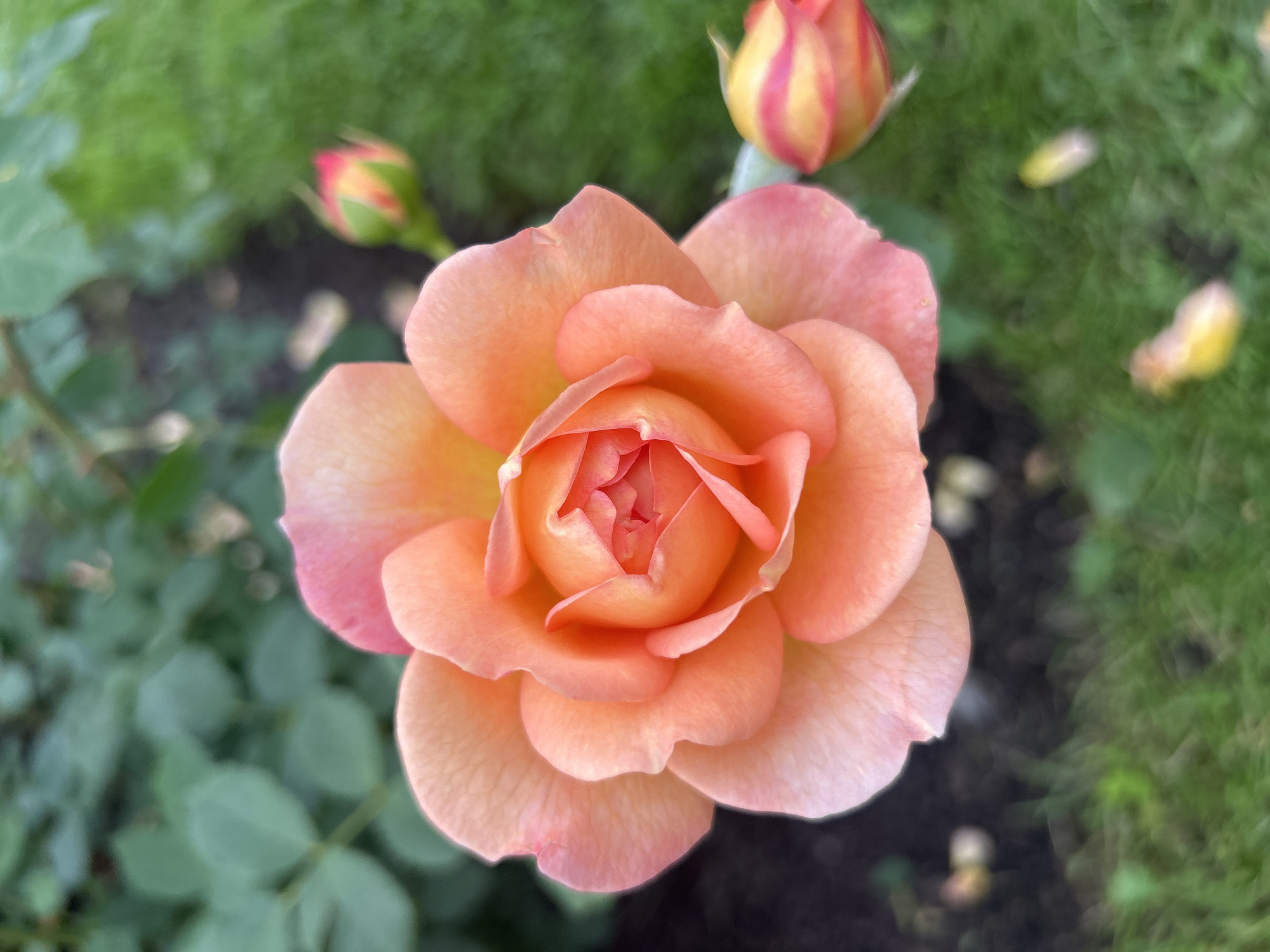 A close-up, high-angle shot captures a blooming peach-colored rose in a garden. The rose's petals are layered and slightly ruffled, with a gradient of color from deep peach in the center to a lighter pink at the edges. Two rosebuds, one in the upper right and another on the right side of the frame, are visible in the background. They are green with streaks of pink and orange. The background consists of blurred green foliage and grass, with some dark soil visible in the lower left quadrant. The scene appears to be a garden located in Mount Royal, Canada. There are no people or specific actions depicted.