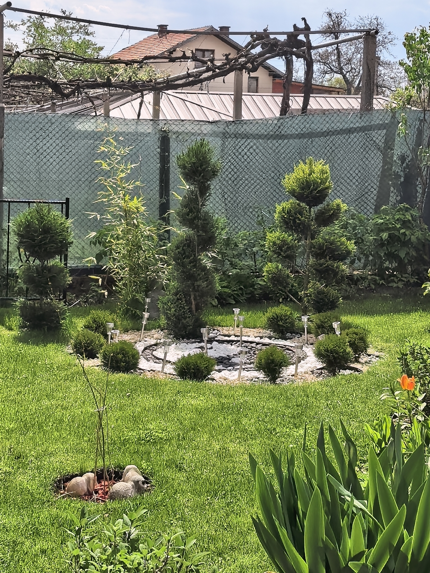 A well-maintained garden in Sapareva Banya, Bulgaria, is captured on a bright, sunny day. The scene features lush green grass dominating the foreground and midground. In the center of the image, a circular garden bed is delineated by white and dark stones, within which several small, spherical evergreen shrubs are planted. Four silver-colored solar-powered garden lights are staked around this stone circle.
Further back, three meticulously shaped evergreen topiary trees stand out, featuring tiered or spiraled forms. A tall, slender plant with light green leaves, possibly a type of bamboo, grows between two of the topiaries. To the left in the foreground, a young, slender plant is surrounded by mulch and a few small, light-colored stones. On the right, broad-leafed green plants are visible, with a single vibrant orange flower, possibly a tulip or lily, peeking out.
The background is defined by a green chain-link fence, partially obscured by a privacy screen. Above and behind the fence, a bare vine arbor with thick, gnarled branches spans across the view. Beyond the arbor, a house with an orange tiled roof and a building with a corrugated metal roof are visible under a bright sky with scattered clouds. The clear sunlight suggests it is daytime, casting clear shadows and highlighting the vibrant greenery. No people or visible text are present in the image.