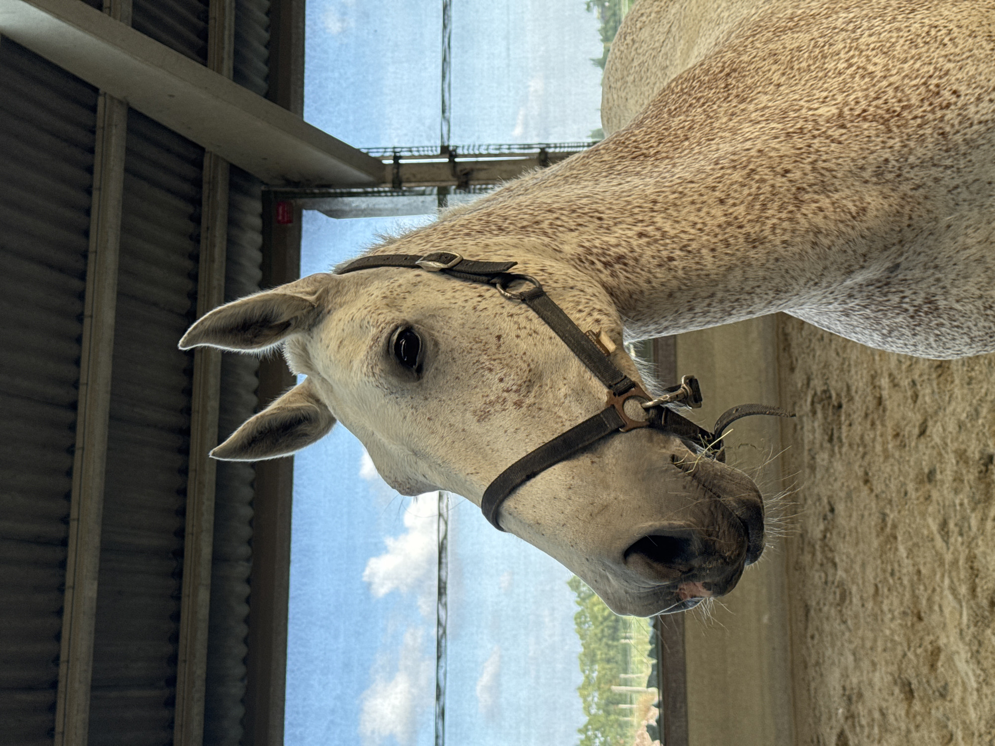 A dappled gray horse stands in a stable. The horse is wearing a black halter. The stable has a corrugated metal roof and a dirt floor. Outside the stable, there is a blue sky with white clouds and some trees in the distance.