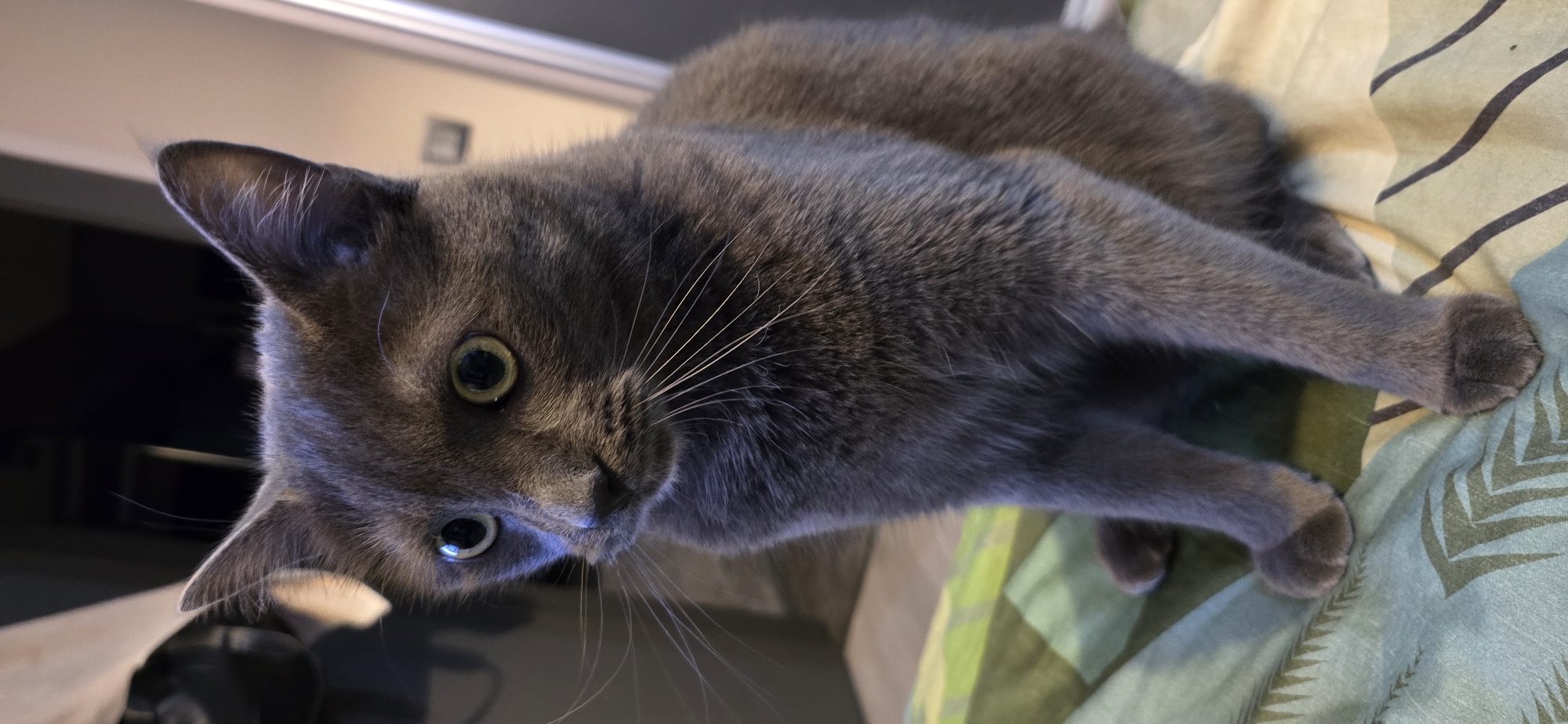 A close-up, vertical, indoor shot shows a gray cat sitting on a patterned surface. The cat is facing left, with its head tilted slightly. Its large, round eyes, with green irises and dark pupils, are looking intently to the left. The cat's ears are pointed upwards, and its long, white whiskers fan out from its muzzle. The fur is short and appears soft. The surface the cat is sitting on is a fabric with a pattern of diagonal green and yellow stripes, interspersed with dark lines and leaf-like motifs. The background is dark and out of focus, with hints of furniture or objects. The lighting appears to be artificial, casting a slight shadow on the cat's face.
