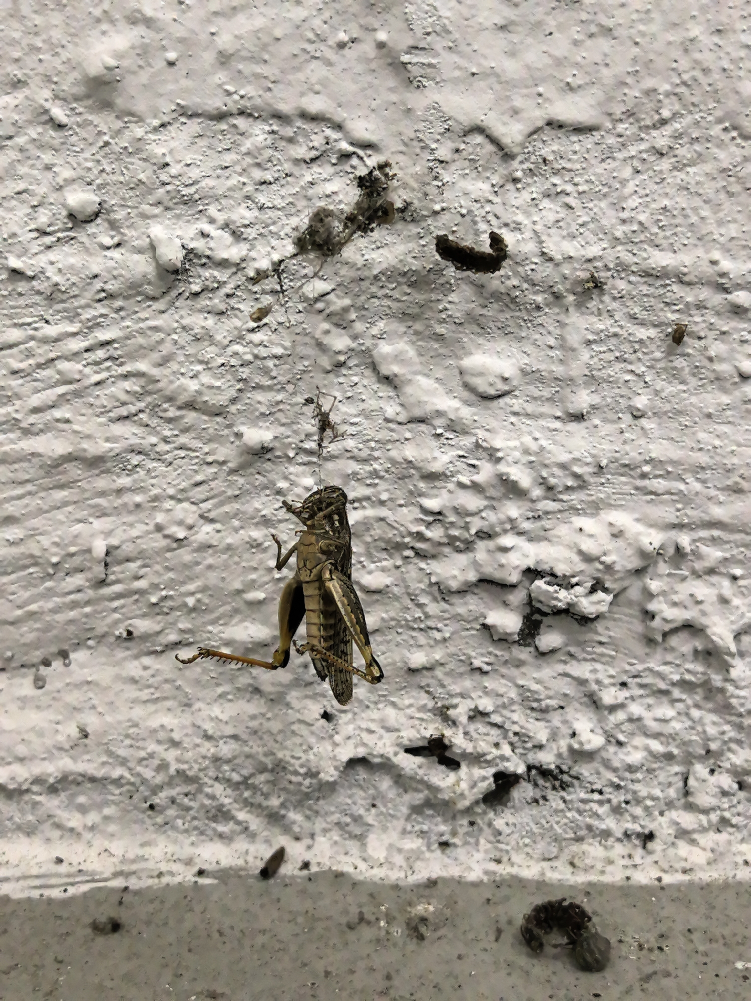 A deceased grasshopper is suspended by silk threads from a white, textured wall, likely an exterior surface. The grasshopper is hanging upside down, with its legs splayed. A smaller insect, possibly a spider, is also visible hanging nearby. The wall has several dark, irregular splotches, possibly insect excrement or debris. The lower portion of the image shows a gray surface, possibly pavement or a concrete ledge, also containing some dark debris. The scene is static and devoid of human presence. The location is identified as Vladikavkaz, Russia.