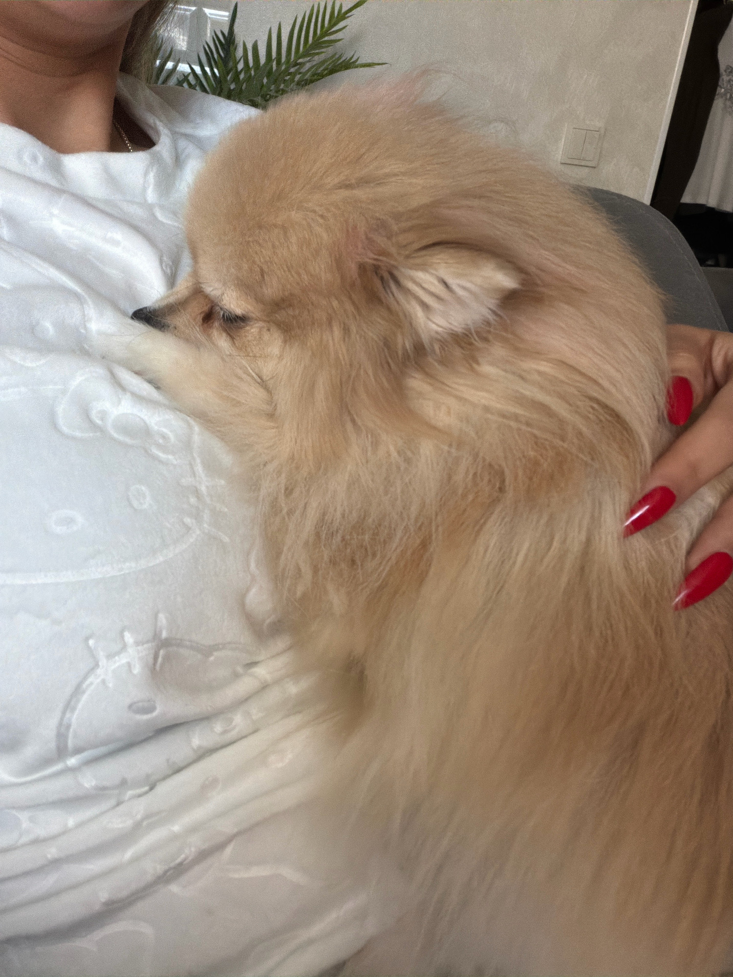 A Pomeranian dog with tan fur rests its head on a person's chest. The person is wearing a white t-shirt with a textured pattern. A hand with bright red fingernails is visible on the dog's fur. A green plant is in the background. The scene appears to be indoors, possibly in a residential setting in Tbilisi, Georgia.