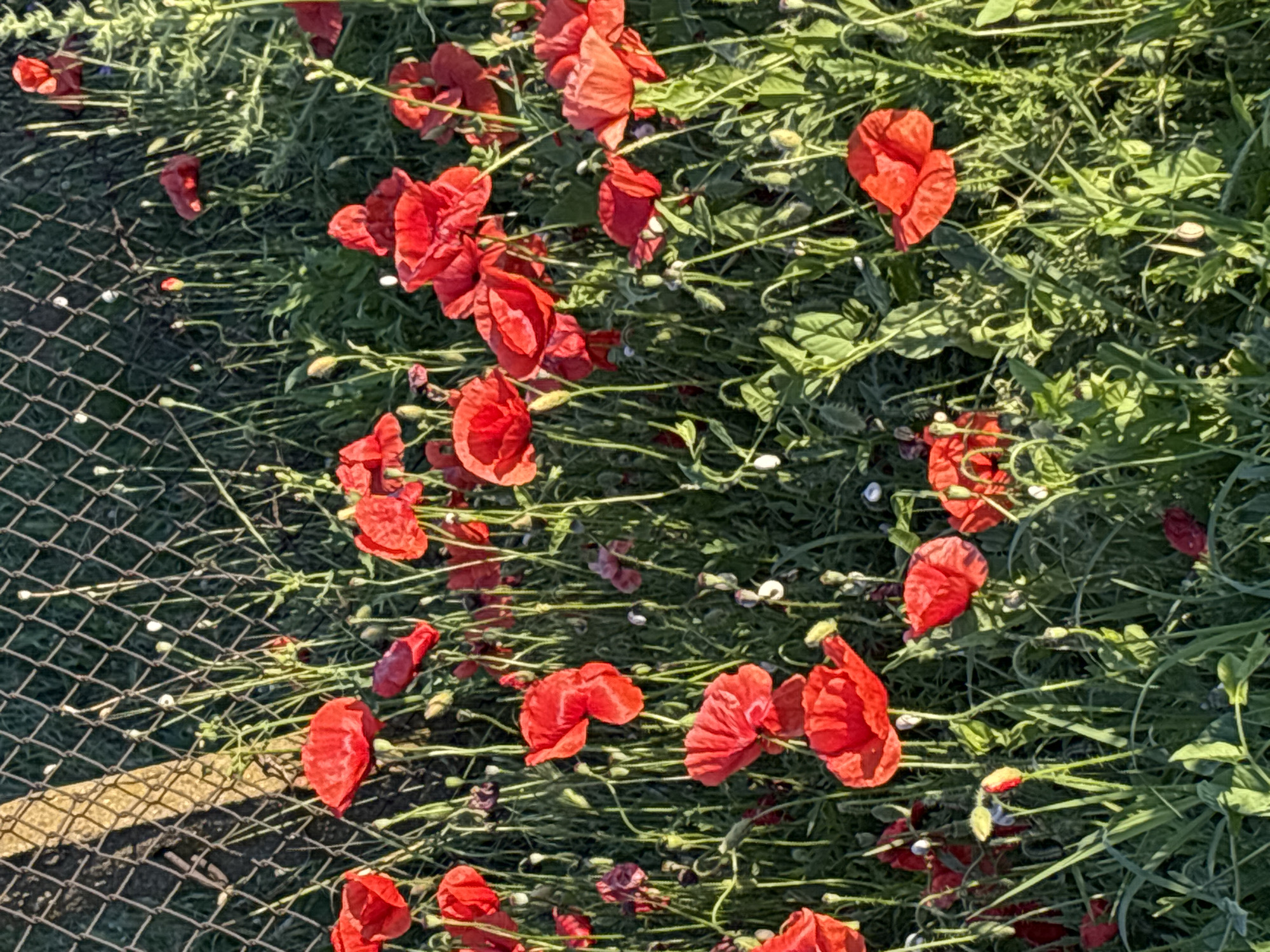 The image shows a close-up of a field of red poppies in Enevo, Bulgaria. The poppies are in various stages of bloom, with some fully open and others still in bud. The flowers are a vibrant red, and their petals are delicate and translucent. The background is a blur of green grass and a chain-link fence. The sun is shining, and the light is casting long shadows across the field. The scene is peaceful and serene, evoking a sense of the beauty of nature.