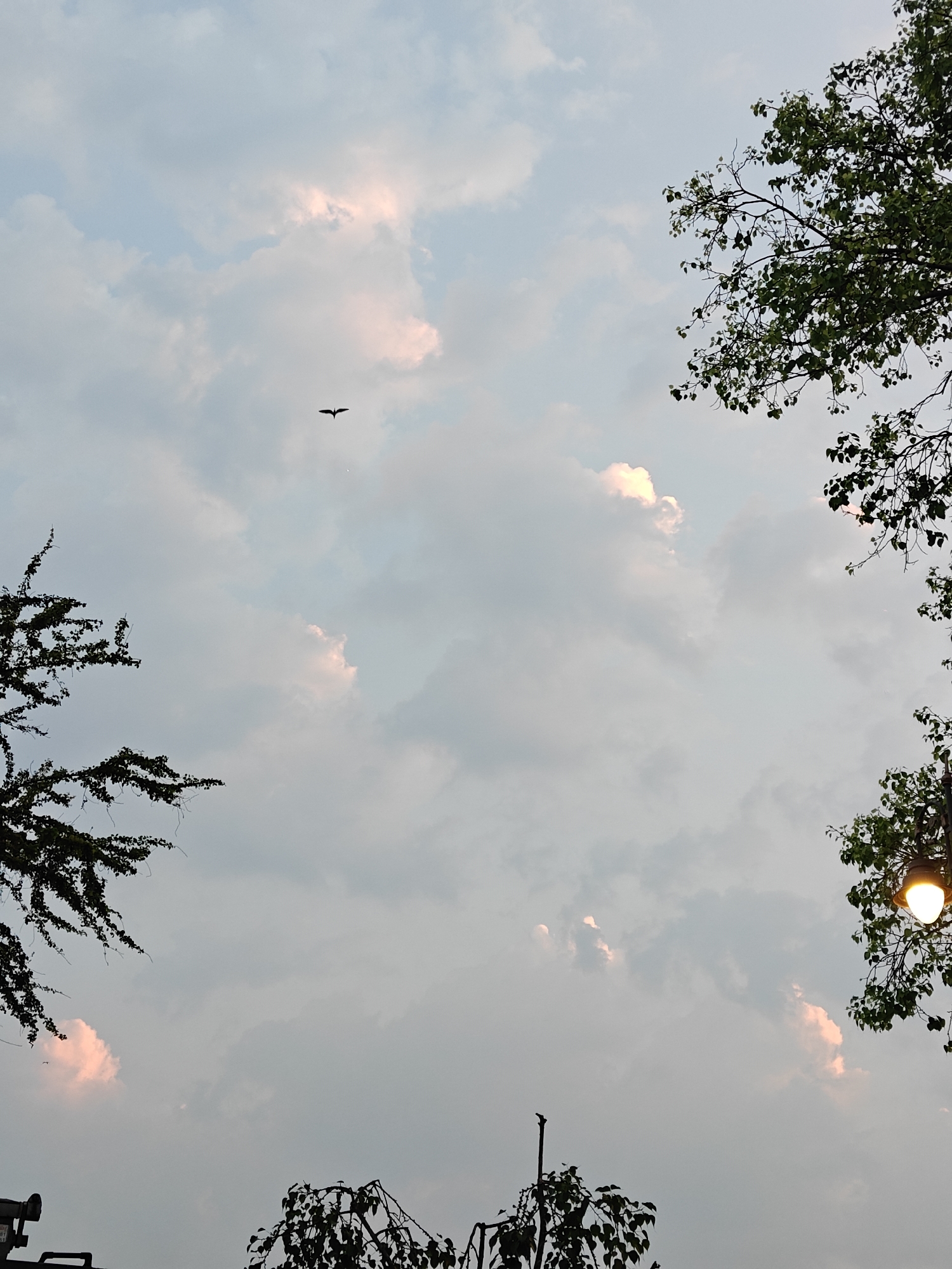 The scene, located in Kolhapur, India, depicts an upward view of a cloudy sky, likely during dusk or dawn, indicated by an illuminated street light. The sky is populated by widespread light grey and white cumulus clouds, several of which exhibit a distinct pinkish-orange hue, suggesting atmospheric light effects. A single, dark silhouette of a bird with outstretched wings is visible in the upper-middle portion of the frame, captured in flight. Various tree branches and foliage frame the sky; dense, dark, possibly thorny branches are present along the left edge, and green-leaved branches occupy the upper-right. A single, functional street lamp with a spherical, warm yellow glowing bulb is visible in the lower-right corner, partially obscured by green foliage. Indistinct dark structures or equipment are marginally visible along the lower-left edge. No human figures or direct interpersonal interactions are present in the image.
