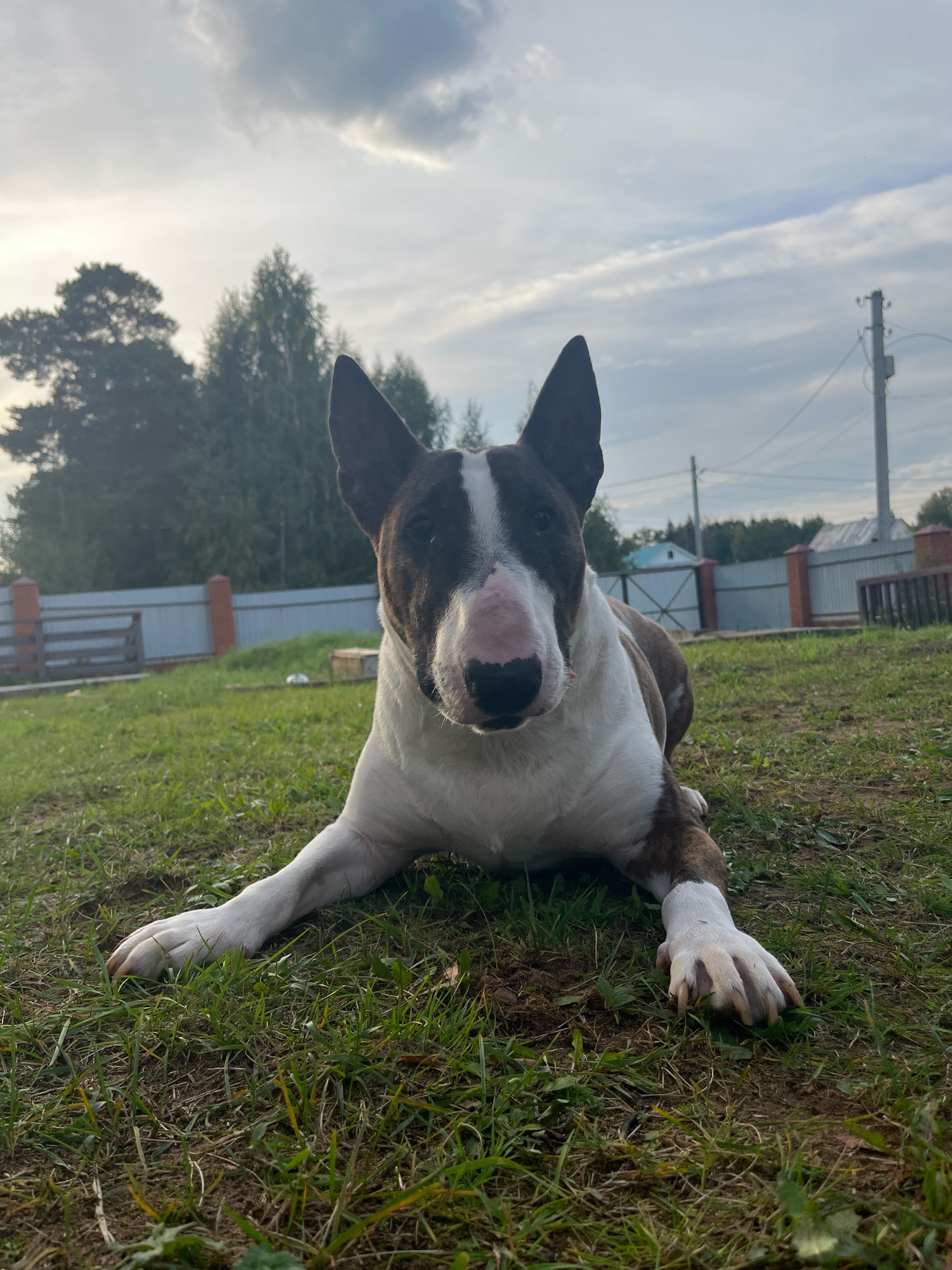 A bull terrier is lying on the grass in a yard in Chaikovsky, Russia. The dog is facing the camera with its head slightly tilted. Its fur is white and brown. The background shows a fence, trees, and a cloudy sky. There is a utility pole with wires on the right side of the image. The lighting suggests it is late afternoon or early evening.