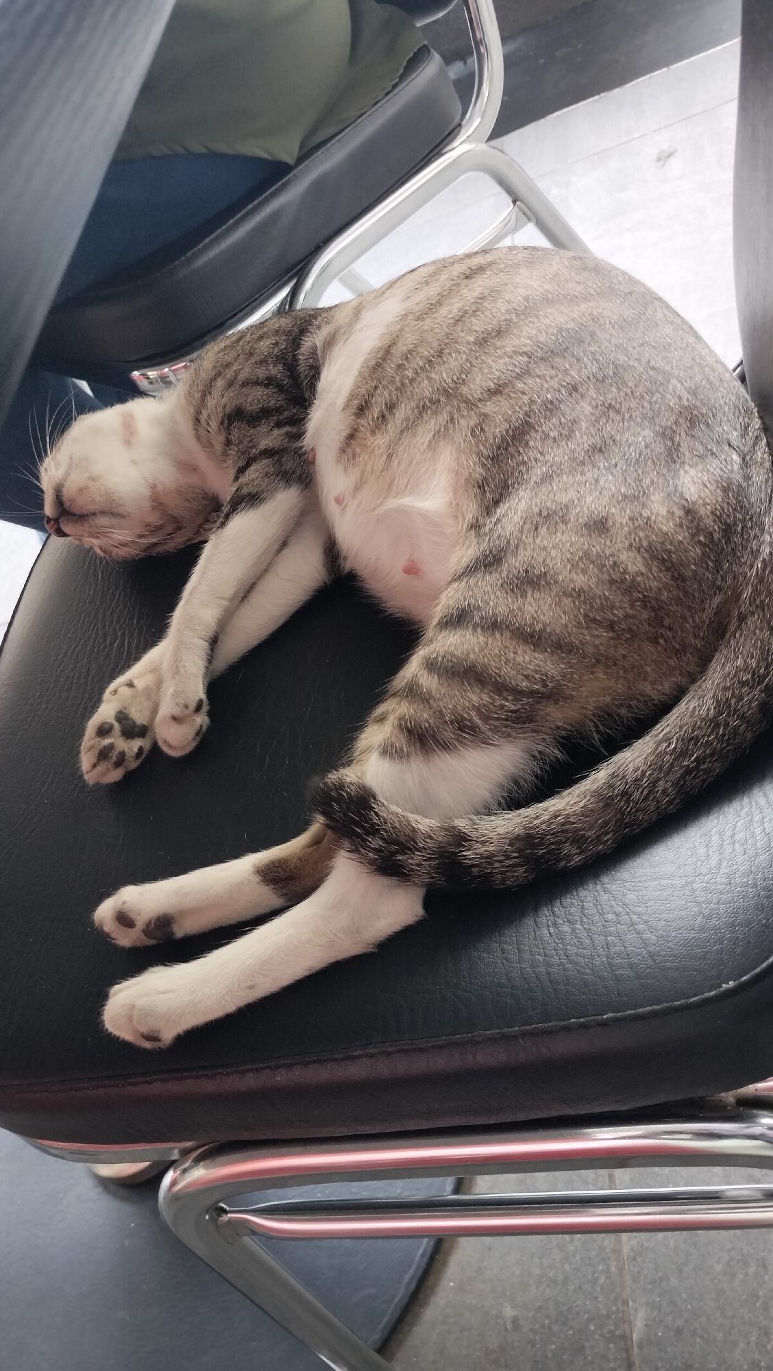 A tabby cat is sleeping curled up on a black leather office chair. The cat is gray with black stripes, and its belly is white with some pink teats visible. Its paws are white with black spots. The chair has metal legs. The background is blurred and appears to be an indoor setting with a tiled floor. This image was captured in Batam, Indonesia.