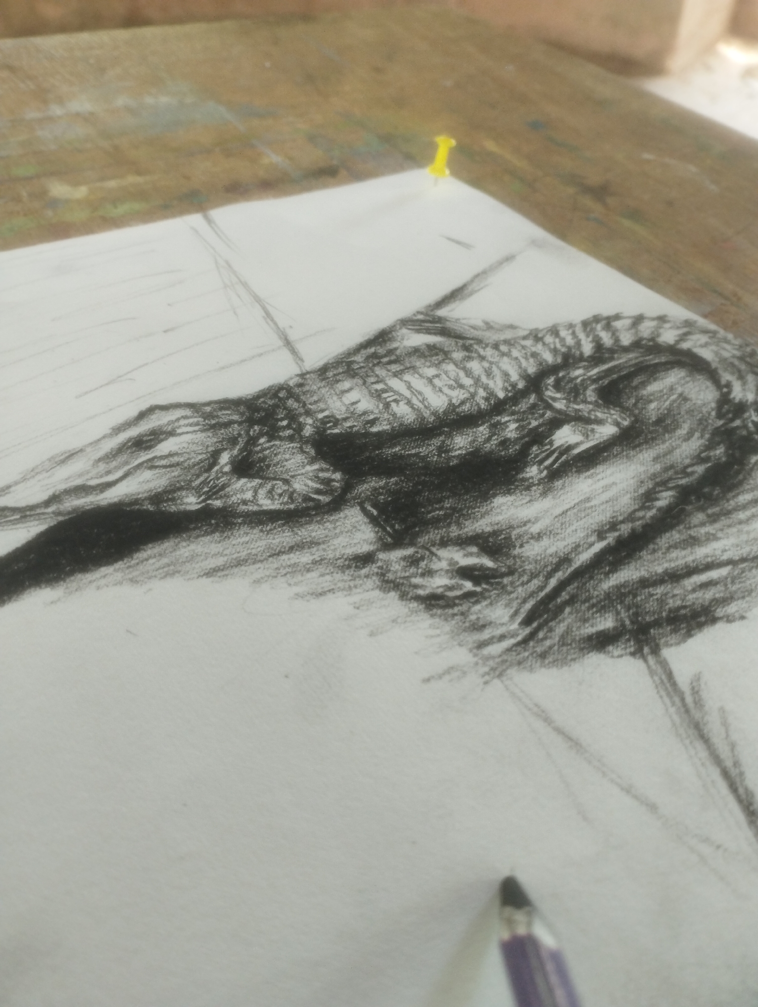 The image shows a close-up, high-angle view of a charcoal drawing on white paper. The drawing depicts a crocodile, rendered with dark, expressive lines and shading. The crocodile is positioned on its side, with its head and torso dominating the composition. The texture of the crocodile's skin is suggested through rough, parallel strokes and darker areas of shadow. Some preliminary sketching lines are visible around the main subject, indicating the drawing is in progress. A yellow pushpin is visible securing the paper to a wooden surface in the upper right portion of the image. A pencil with a purple barrel and a graphite tip is also visible in the lower right corner, suggesting the artist is actively working on the drawing. The wooden surface appears to be a table or desk, with some faint lines and color variations that might be paint or wear. The lighting suggests it could be daytime, possibly outdoors or in a well-lit room, given the natural look of the wood and the bright highlight on the pushpin. There is no visible text in the image. The overall impression is of an artist's work in progress, focusing on the detailed rendering of a reptile.