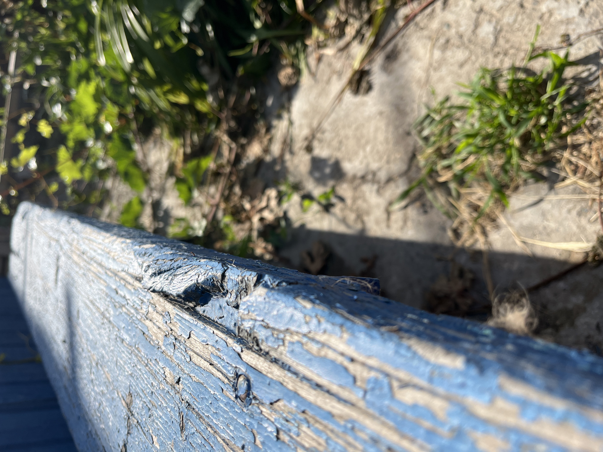 The image shows a close-up, low-angle view of a weathered, blue-painted wooden surface, likely a bench or railing, in Krasnyye Barrikady, Russia. The paint is peeling, revealing the wood grain underneath and creating a textured, distressed appearance. The surface extends diagonally from the bottom left to the top right of the frame. In the background, out of focus, is a patch of green foliage and a light-colored ground, possibly concrete or dirt, with some dry leaves and sparse blades of grass. The lighting suggests it is daytime, with shadows cast across the scene. There are no people or visible signs of activity.