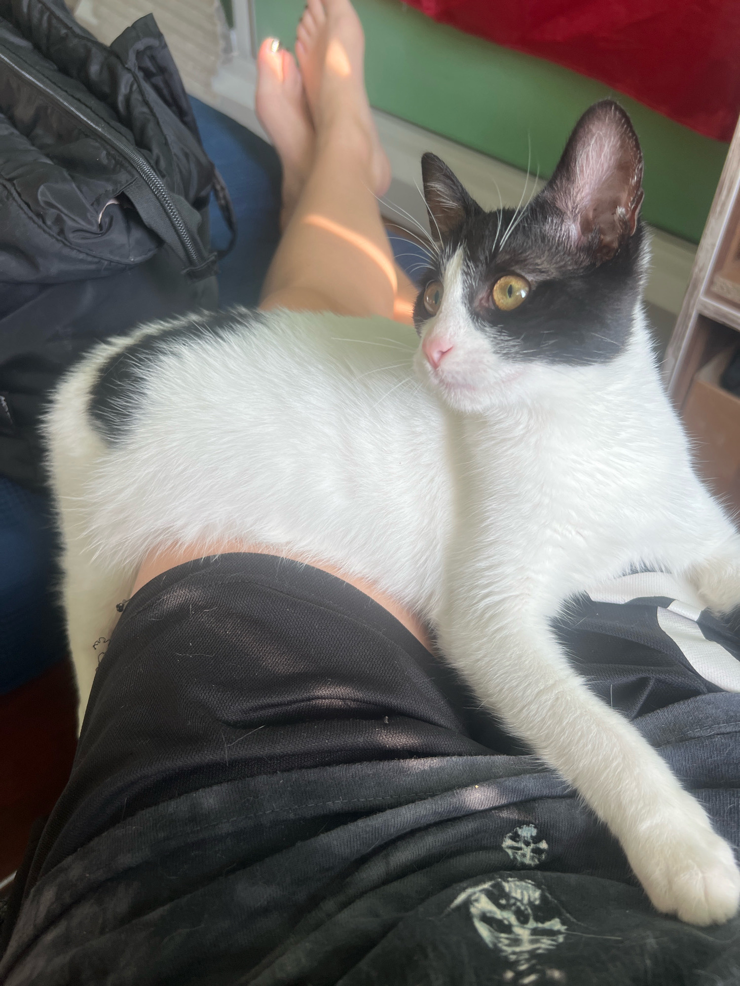 A black and white cat with yellow eyes is lying on a person's lap, which is covered by black athletic shorts. The cat's tail is curled around its body, and its front paws are resting on the shorts. In the background, there are a black bag, a person's bare feet with painted toenails, and some furniture. The scene is lit by natural light, suggesting it is daytime. The location of Aksakovo, Bulgaria is not depicted or suggested by any elements in the image.