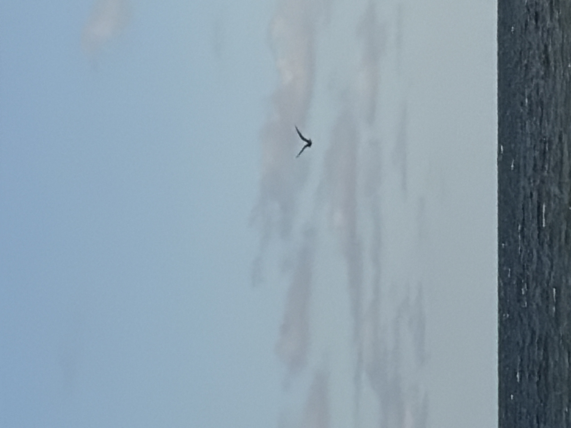 A lone seagull is captured mid-flight against a pale blue sky dotted with wispy clouds. The bird, silhouetted and dark, has its wings outstretched in a V-shape. Below the bird, a dark blue ocean stretches to the horizon, its surface rippled by a gentle swell. The scene appears to be a serene coastal landscape, likely in or near Ozerskoe, Russia, given the context.