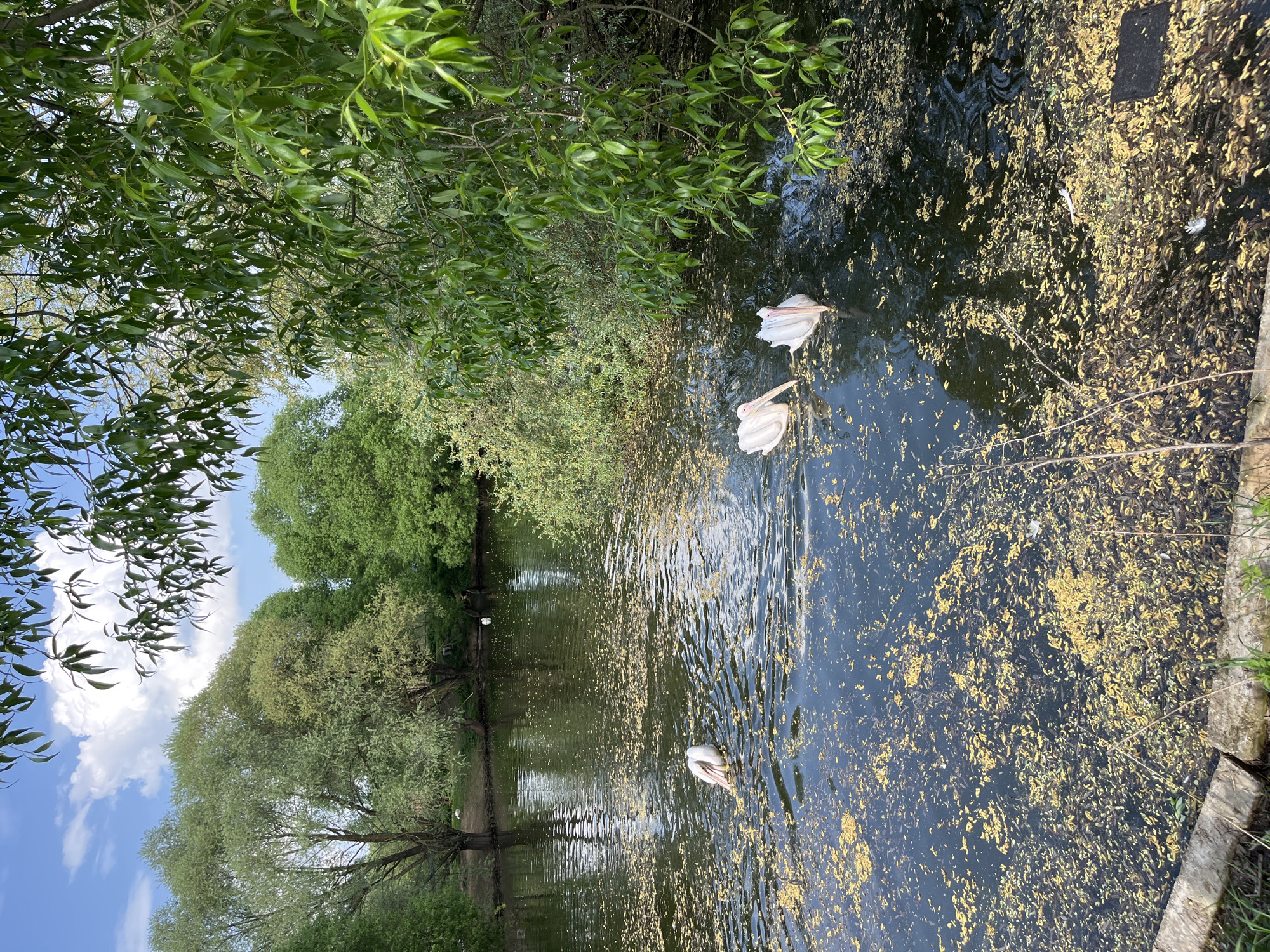 The image depicts a water scene in Воробьи, Russia. Three white pelicans are swimming in a body of water that has a significant amount of yellow debris floating on the surface. The water appears to be dark and murky. The shore is lined with trees, some of which are reflected in the water. The sky is visible in the upper-left corner, showing a blue sky with some clouds. A wooden structure borders the water on the right.