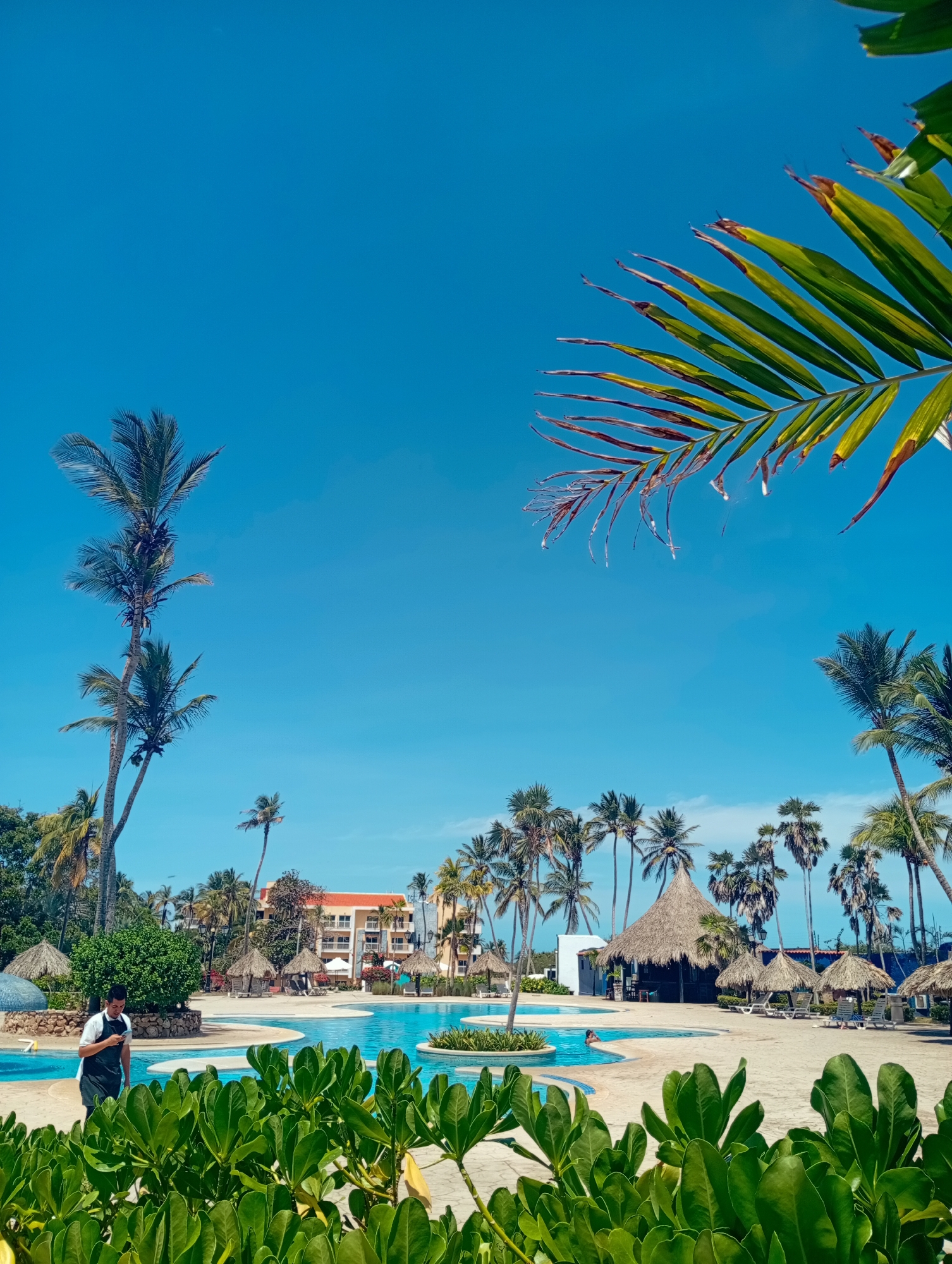 This image depicts a sunny tropical resort scene, identified as Playa El Agua, Venezuela. The central feature is a large, irregularly shaped swimming pool with clear blue water, surrounded by paved areas.
In the foreground, lush green foliage with broad leaves frames the bottom of the shot, adding depth to the scene. A man, possibly a staff member, is walking along the poolside in the mid-ground. He wears a white shirt and a dark apron or vest and is looking down at his phone. Another individual is visible partially submerged in the swimming pool, enjoying the water.
Numerous tall palm trees with green fronds are scattered across the landscape, several prominently framing the left side of the image, and others extending into the mid-ground and background. Several thatched-roof huts, or 'palapas,' are positioned around the pool area, likely serving as bars or shaded seating. In the background, a multi-story building with a light-colored facade and a reddish-orange roof can be seen, typical of hotel architecture.
The sky is a brilliant, cloudless blue, indicating clear and bright weather conditions, suggesting it is daytime, likely late morning or early afternoon. The overall atmosphere conveys relaxation and a holiday environment. No visible text is present in the image.