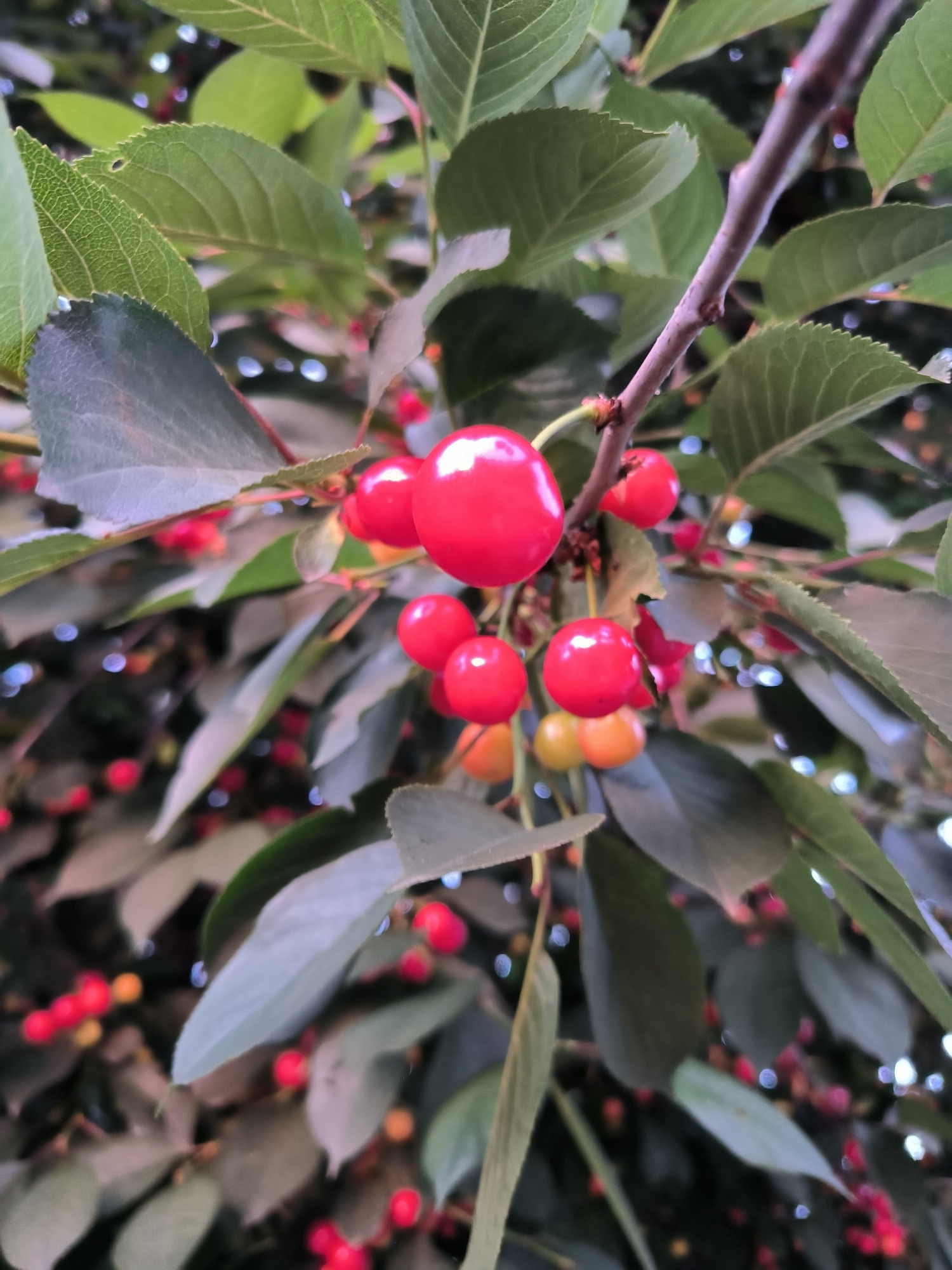 The image shows a close-up view of a cherry tree branch laden with ripe red cherries and green leaves. The cherries are mostly a bright, glossy red, with a few appearing slightly lighter or more yellowish, indicating varying degrees of ripeness. Some cherries are clustered together, while others hang individually from thin stems. The leaves are a deep green, with some showing serrated edges. A slender, brown branch runs diagonally through the frame, supporting the fruit and foliage. In the background, out-of-focus bokeh lights, likely from a city setting, create a blurred, luminous effect.
The provided information states the location is the city of Tiraspol, Moldova. This suggests the image was taken outdoors in a potentially urban or suburban environment where cherry trees are cultivated or grow naturally. The presence of bokeh lights in the background hints at artificial lighting from the city at night or twilight, or possibly decorative lights. The image is a still photograph and does not depict any action or interaction between people. The focus is solely on the natural elements of the cherry tree.