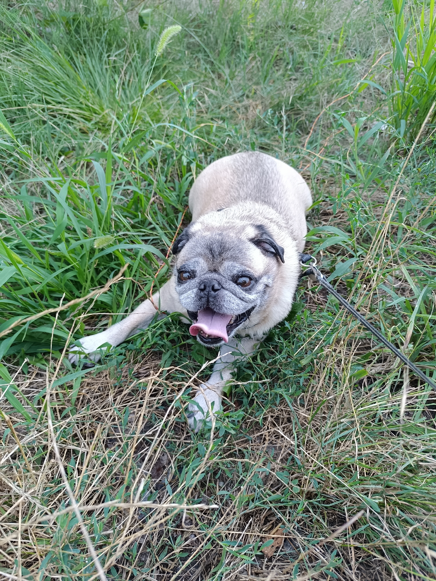 A pug dog lies on its side in tall grass in Mermești, Romania. The dog's mouth is open, and its tongue is visible. A leash is attached to the dog's collar and extends out of the frame to the right. The dog appears to be panting, and its body is relaxed. The grass is green and appears to be somewhat overgrown. The background is blurred, but it suggests more grass and possibly trees or other vegetation. The lighting is natural, indicating it is daytime.