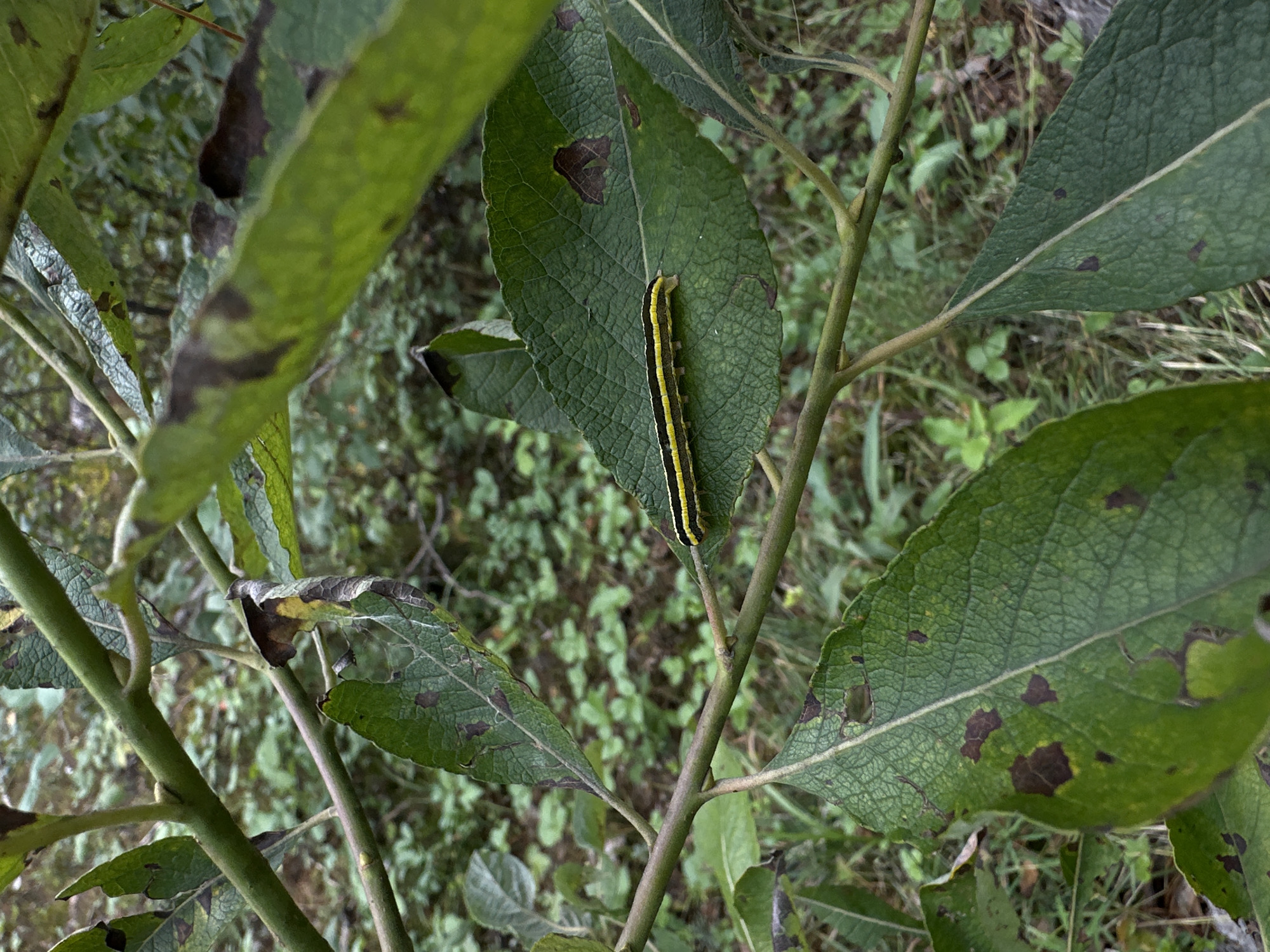 A striped caterpillar is on a green leaf, which is part of a branch with several other green leaves, some of which have brown spots. The background is out of focus and consists of green foliage and a patch of ground. The scene is outdoors and appears to be in a natural environment. The location in Sokologovo, Russia is not discernible from the image.