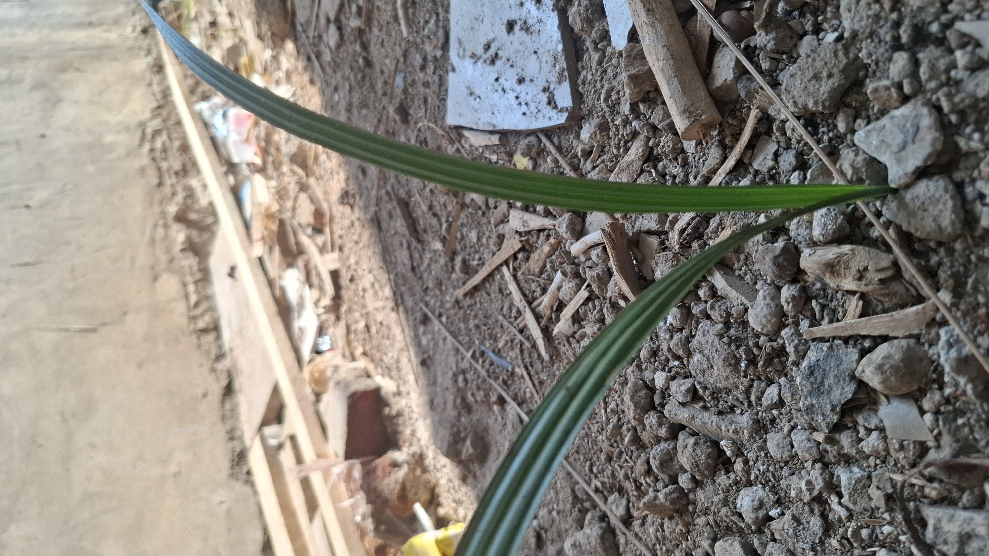 A close-up, low-angle shot captures a small green sprout emerging from rocky ground, with two leaves unfurling. In the background, a concrete wall with a textured surface is visible, beneath which lies a collection of debris, including wooden planks, broken bricks, and scattered trash. The lighting suggests an outdoor environment, likely in a cluttered or under-construction area within Ciharashas, Indonesia.