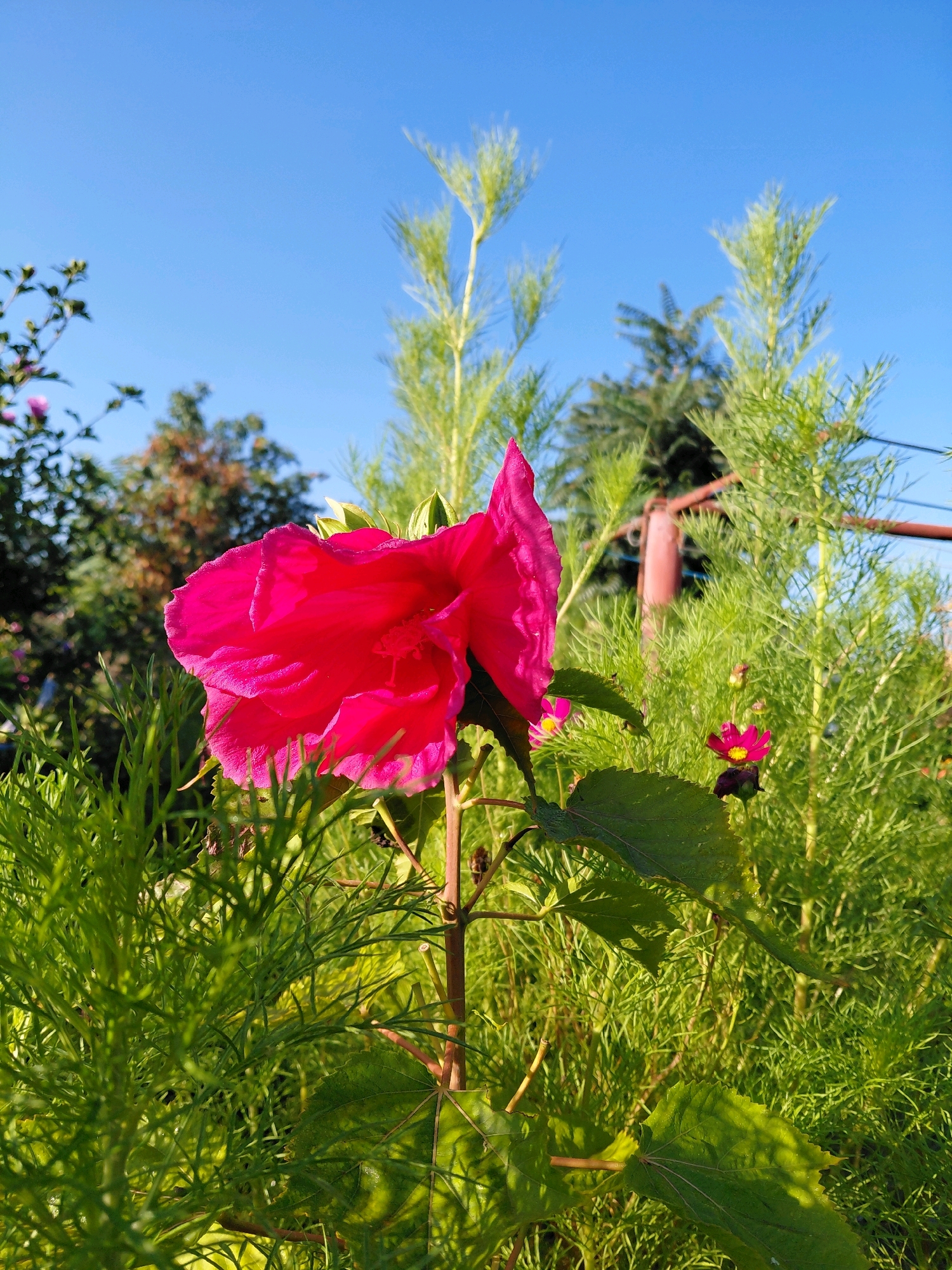 A close-up, low-angle outdoor shot shows a large, bright pink hibiscus flower in the foreground, with its ruffled petals catching the sunlight. The flower is in focus, with its stem and leaves visible below. Behind the hibiscus, a field of feathery green plants fills the middle ground, with smaller pink flowers interspersed. In the background, a clear blue sky dominates the upper portion of the image, with the tops of trees and a red metal pole visible against it. The scene appears to be a garden on a sunny day.