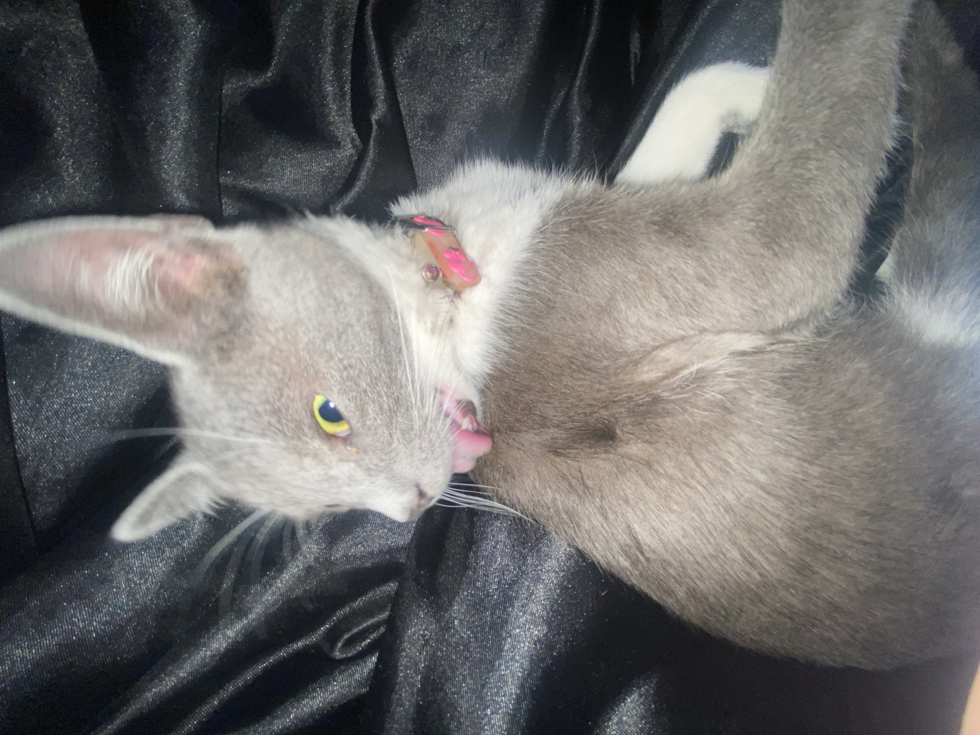 A grey and white cat lies on a black, shiny fabric. The cat wears a pink collar. Its head is on the left of the frame, and it is licking its body. Its tongue is visible. The cat has yellow eyes. The background is dark and blurred. The location is unknown, and it is not possible to determine if the image was taken in Blagoevgrad, Bulgaria.