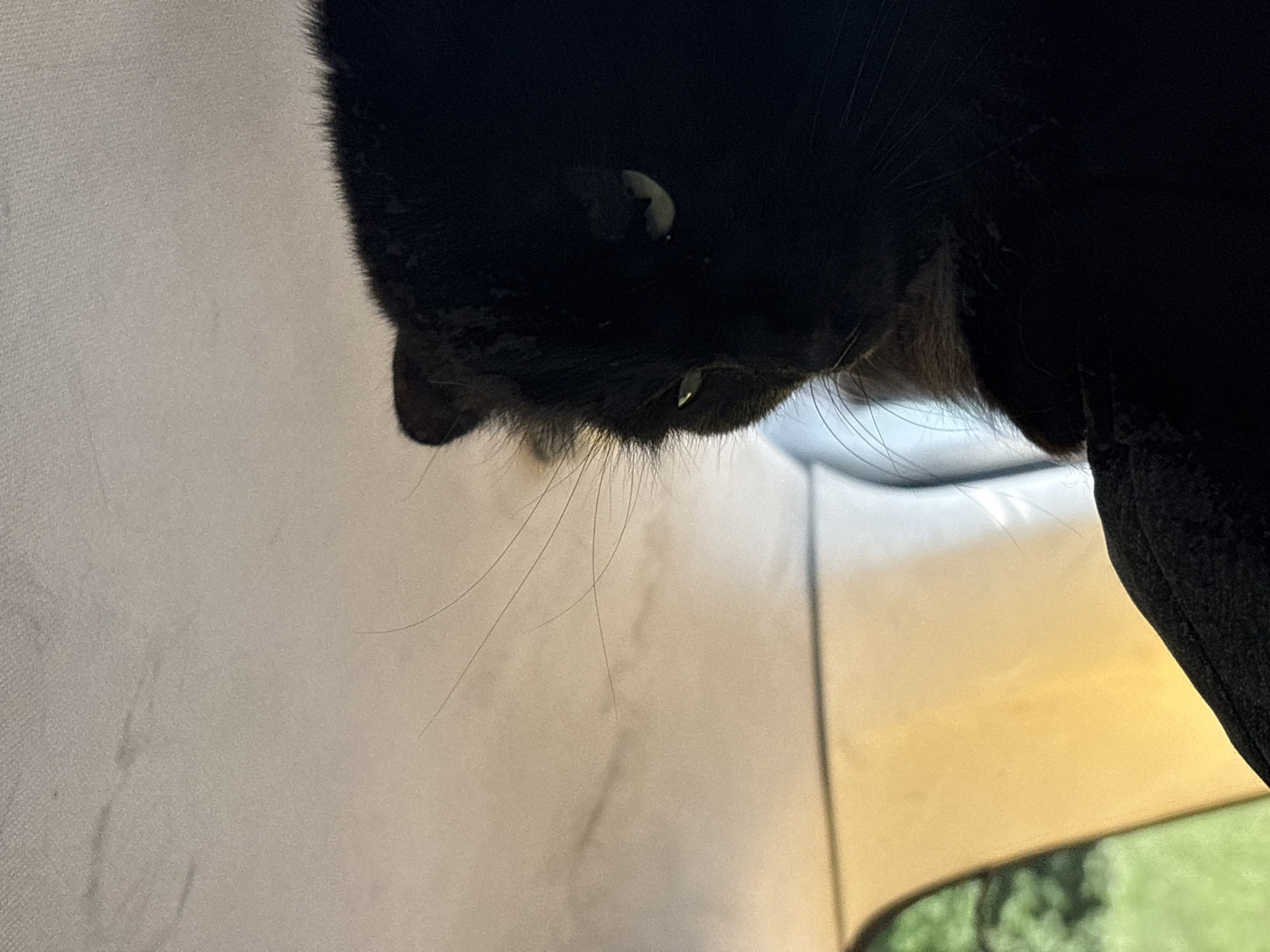 A close-up, low-angle shot shows the head of a black cat in the foreground. The cat's fur is dark, and its eyes are partially visible, one with a greenish hue. The cat is looking to its left, with its whiskers extending outwards. The background is out of focus, showing a light-colored surface with some faint smudges and what appears to be part of a tent or interior structure. The lighting is dim, with a warm, yellowish glow emanating from the right side of the frame. There are no people or other animals visible. The image does not provide any specific clues about the location within the city of Западный, Russia, other than the possibility of an indoor or sheltered outdoor setting suggested by the tent-like structure.