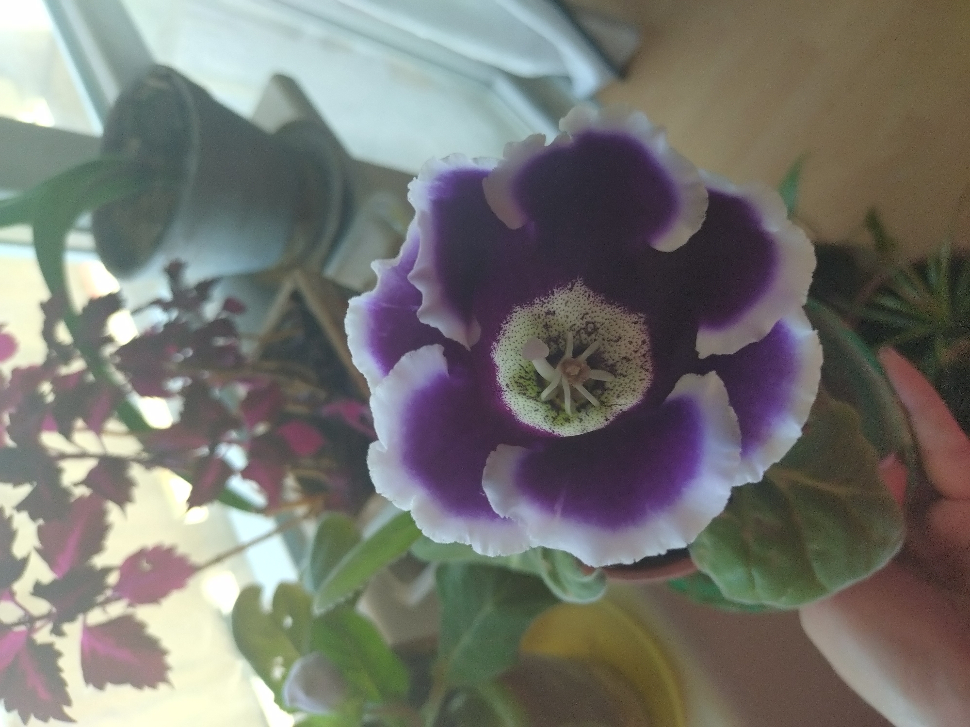 The image displays a close-up of a potted purple and white flower, likely a gloxinia, with its bloom prominently featured in the foreground. The flower has velvety petals with a deep purple interior and a ruffled white edge. The center of the flower is a pale green with dark speckles and visible stamen. The plant has large, fuzzy green leaves, and part of a human hand is visible at the bottom left, appearing to support the pot. In the background, out of focus, are other potted plants with dark red and green leaves, a dark gray pot on a white saucer, and a window with light streaming through, suggesting an indoor setting, possibly a windowsill. The overall lighting is soft and natural. There is no visible information in the image that would allow for identification of its specific location within Stara Zagora, Bulgaria.