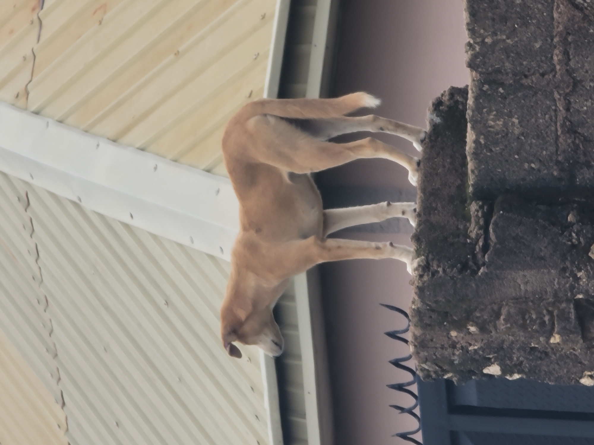 A tan-colored dog stands on top of a rough, textured concrete pillar. The dog is facing left, with its head turned to look in that direction. Its tail is down and slightly to the right. The pillar is dark and appears weathered. Behind the pillar and dog, a beige, corrugated metal roof is visible, angled from the top left to the bottom right of the image. Below the roof and behind the pillar is a muted pink wall. In the lower left corner, part of a dark grey metal gate with a decorative, pointed design is visible. The image appears to have been taken outdoors. This scene is located in Barakin Akawo, Nigeria.