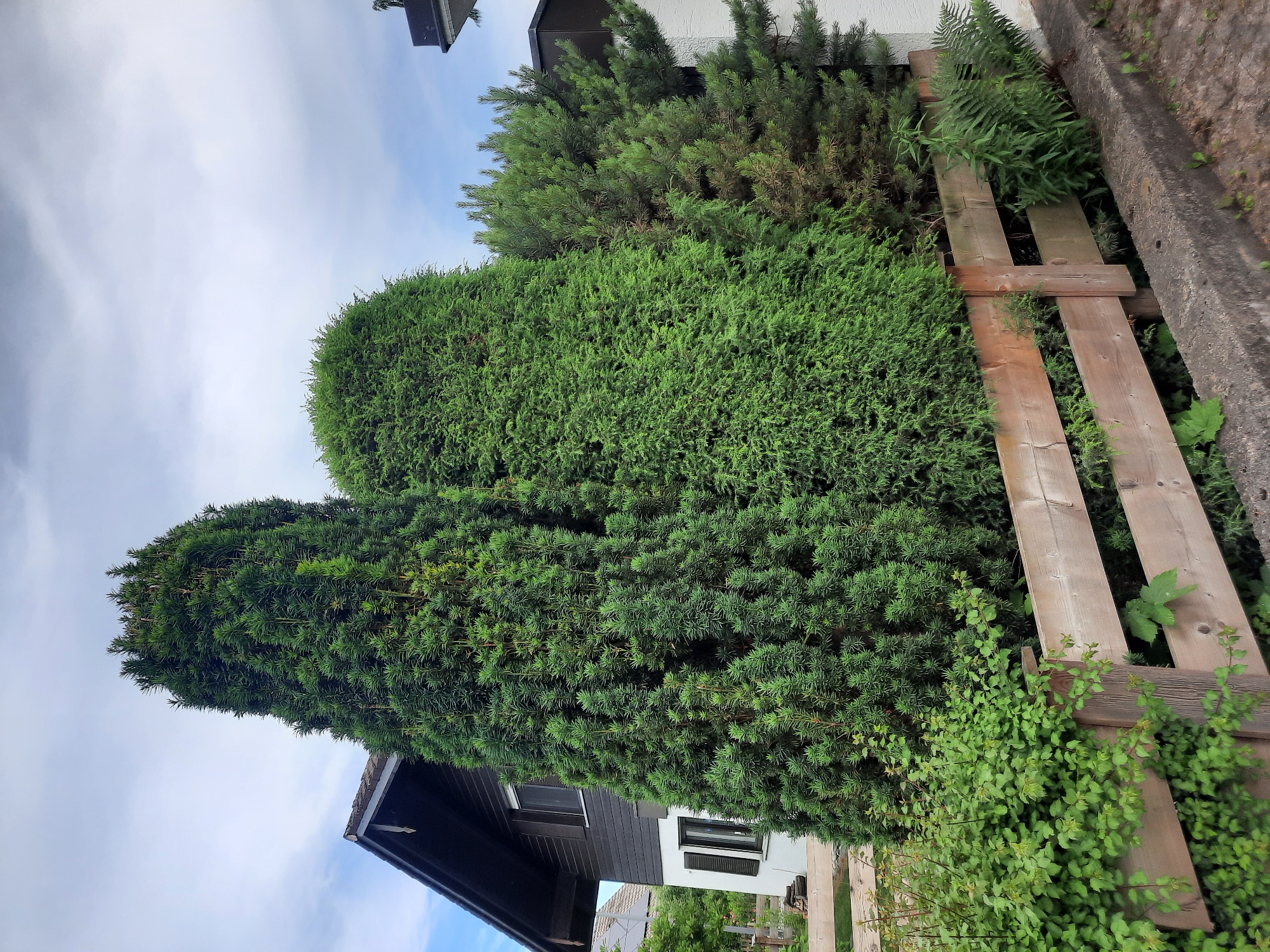 The image depicts a residential property in Rosenheim, Germany, featuring a section of a house with dark siding and white trim, and windows with dark shutters. In front of the house, a rustic wooden fence runs horizontally across the frame. Behind the fence, a line of coniferous trees and shrubs forms a dense green hedge. The sky above is partly cloudy. The foreground shows a concrete border with some sparse vegetation.