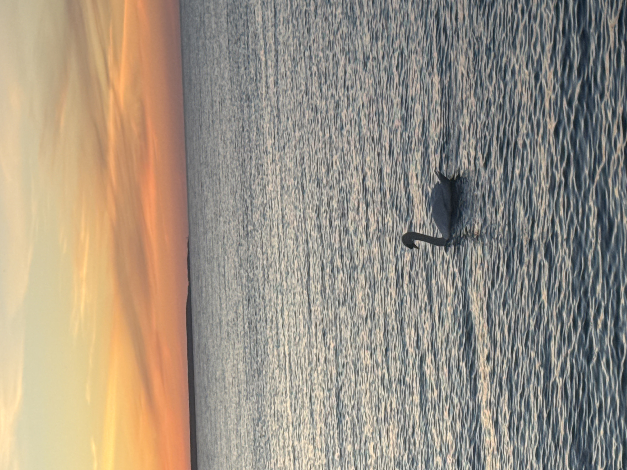 A solitary white swan swims in the calm waters of a large body of water, possibly a bay or lake, near the coast of Tallinn, Estonia. The swan is positioned in the lower right quadrant of the frame. Its head is curved, and its body is partially submerged in the rippling water. The water's surface reflects the warm hues of a sunset, with shades of orange, yellow, and pink painting the sky. A distant, dark landmass, likely the coastline of Tallinn, is visible on the horizon, silhouetted against the vibrant sky. The overall impression is one of tranquility and natural beauty.