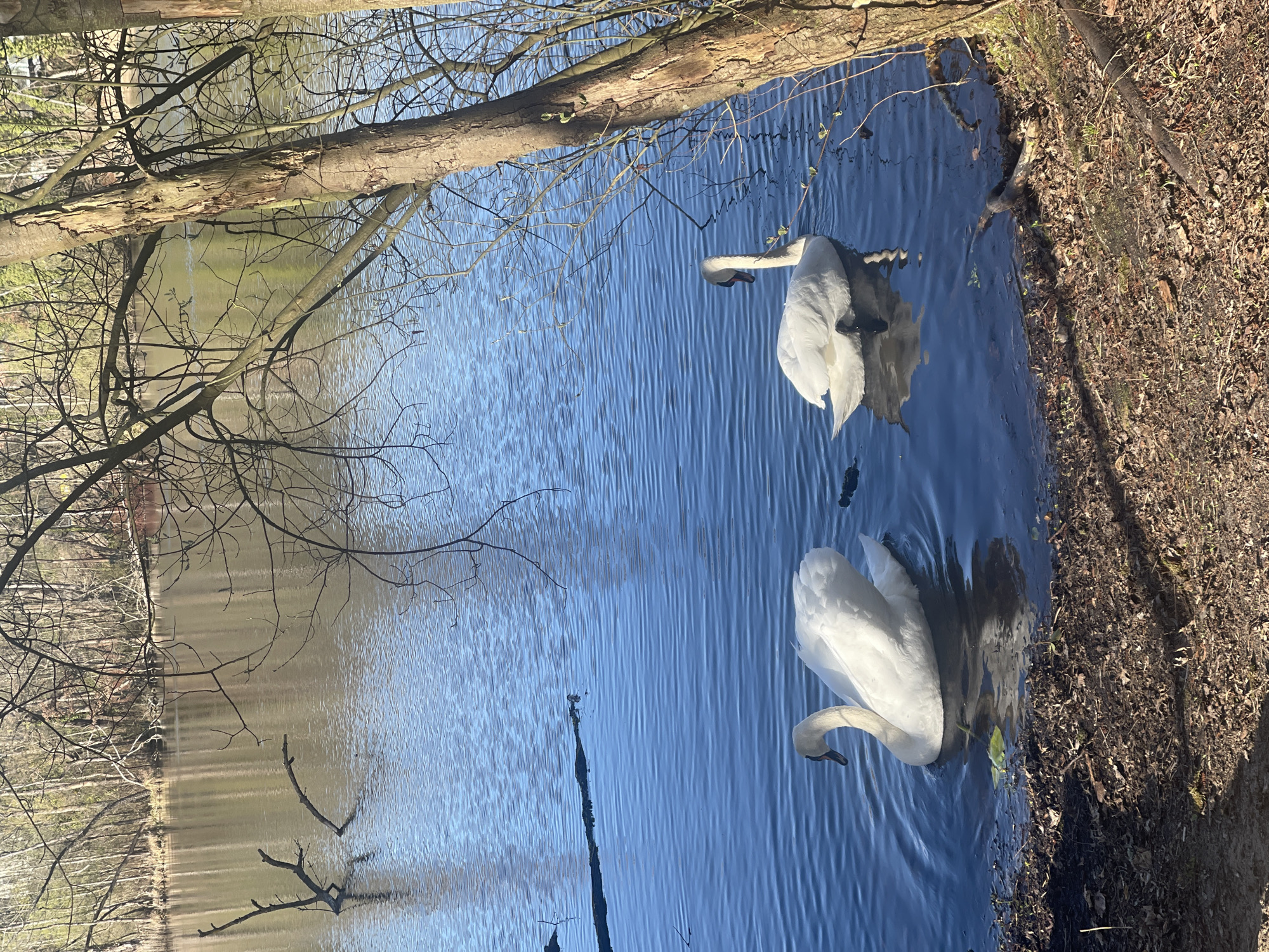 The photograph captures a scene on a body of water, likely a lake or pond, within a park or natural area. Two swans, characterized by their white plumage and distinctive curved necks, are visible swimming on the water's surface. The water's coloration varies from a light, reflective hue to a deeper blue, suggesting variations in depth and sunlight exposure. Tree branches, bare of leaves, extend over the water from the edges, casting shadows and adding to the natural ambiance of the scene. The presence of dense foliage, including trees and shrubs, surrounds the pond, indicating a natural or landscaped setting. Based on the description and the context of your query, it could likely be in Berlin, Germany, given its abundance of parks and lakes. Without specific location data, I can only approximate that it is in one of the numerous parks within Berlin that contain bodies of water.