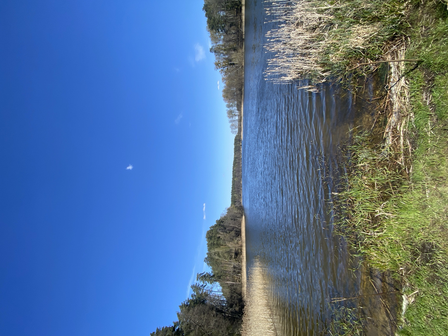 The image captures a serene natural landscape, likely a lake or wide river, under a clear blue sky. The scene is presented in a landscape orientation, with a body of water stretching horizontally across the mid-ground.
On the right side of the image, a vibrant green grassy bank slopes gently down to the water's edge. Mixed within the green grass are patches of taller, dried, yellowish reeds or grasses. The water itself appears calm but exhibits numerous small ripples, suggesting a gentle breeze across its surface. In the shallower parts near the bank, the clear water reveals the underlying sandy or muddy bottom.
Across the water, on the far bank towards the left, a dense line of trees forms the horizon. These appear to be a mix of coniferous trees (like pines) and deciduous trees, with some branches still bare, indicating either early spring or late autumn.
Above the landscape, the sky dominates the upper half of the frame with a vast expanse of deep, clear blue. A few scattered, wispy white clouds are visible, adding a touch of texture to the otherwise cloudless sky.
The time of day appears to be daytime, with bright, natural lighting evenly illuminating the scene. The weather is clear and sunny. There are no people, animals, or visible text in the image. The overall impression is one of tranquility and untouched natural beauty, characteristic of the Belarusian countryside where the image was reportedly taken.