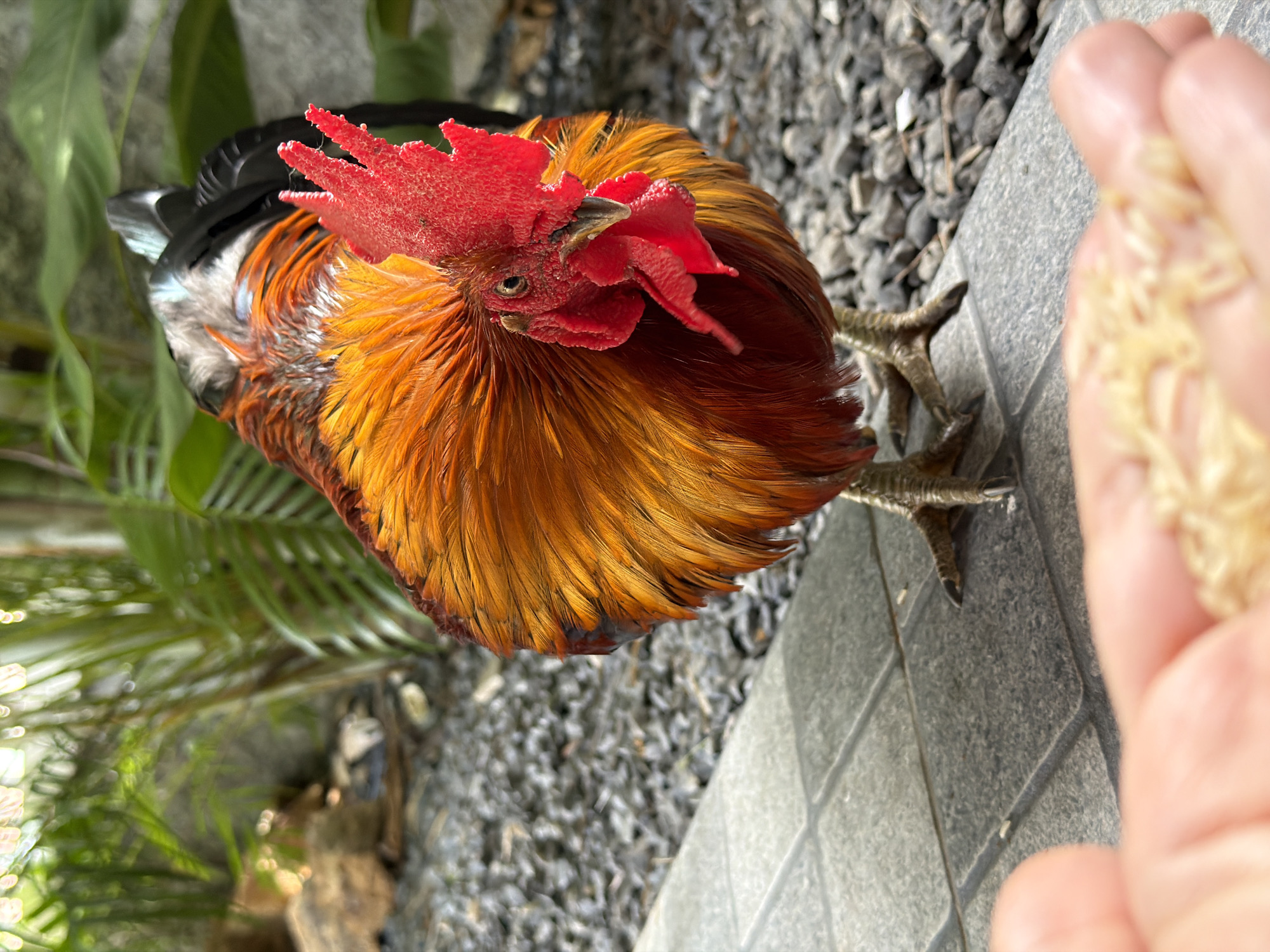 In Baan Bo Phut, Thailand, a vibrantly colored rooster is the central subject of the image. The rooster, with its striking red comb and wattles and iridescent orange and black feathers, stands on a tiled pathway. In the foreground, a hand is extended, holding a small pile of grains, suggesting the act of feeding the bird. The background consists of a gravel area with scattered stones and lush green foliage, characteristic of a tropical garden setting. The lighting suggests it is daytime, with sunlight casting shadows and highlighting the textures of the rooster's plumage and the surrounding environment.