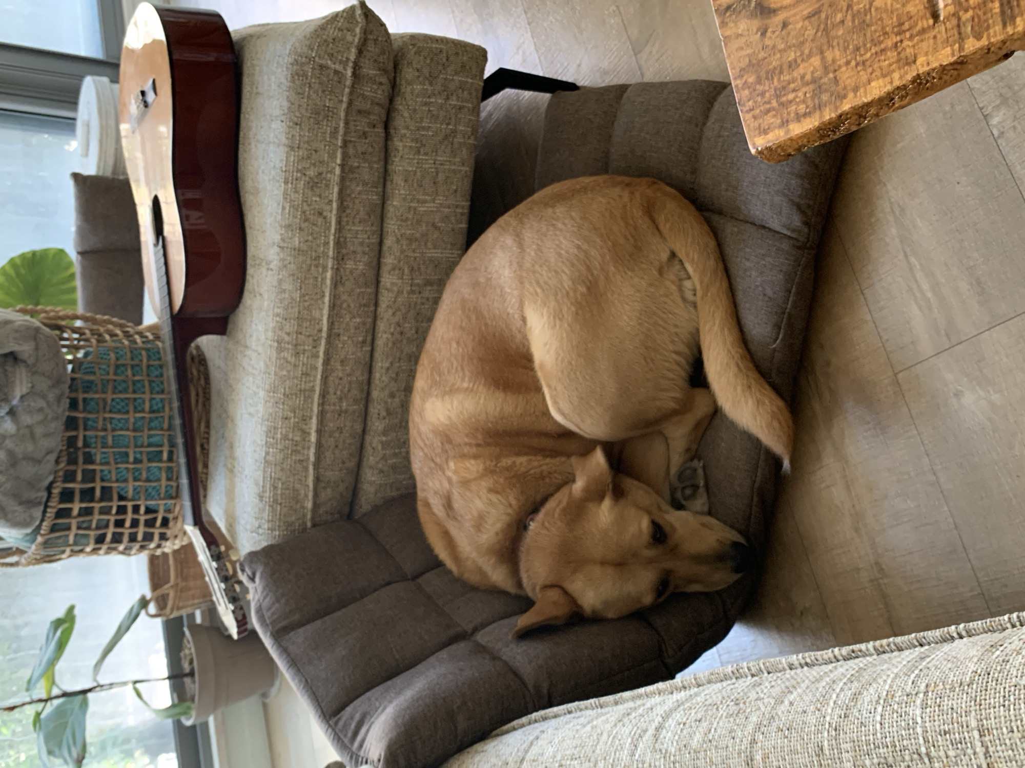 A tan dog is curled up on a gray cushion placed between a couch and a table. The couch has a textured, neutral-toned fabric. The table is made of wood. A guitar leans against the side of the couch near a basket with a plant. The floor is light colored. The location is likely indoors in an apartment setting. The city of Tel-Aviv, Israel cannot be determined from the image.
