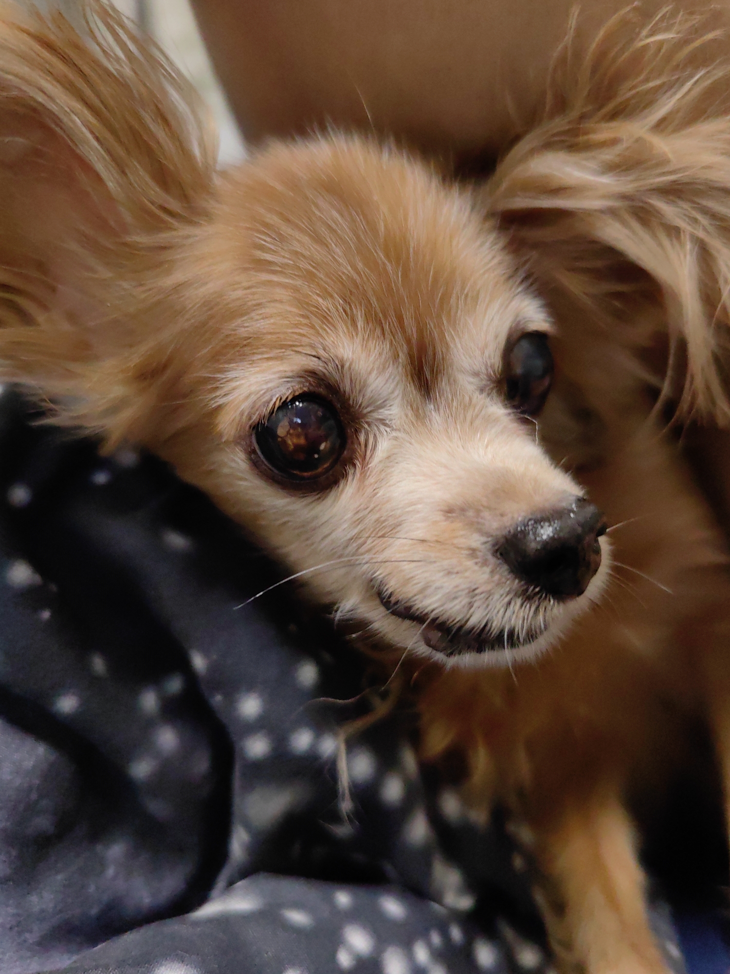 The image is a close-up shot of a small, light brown dog with large ears and dark eyes. The dog appears to be held by someone, as indicated by the blurred fabric in the foreground, which is dark blue with white polka dots, and a light brown blurred area in the upper right corner, possibly a shoulder or arm. The dog's fur is fine and somewhat windswept. Its nose is dark and wet, and its mouth is slightly open, revealing a hint of its teeth. The lighting is soft, highlighting the dog's features. The image is a portrait focused solely on the dog. There is no indication of the city of Ulan-Ude, Russia, within the image.
