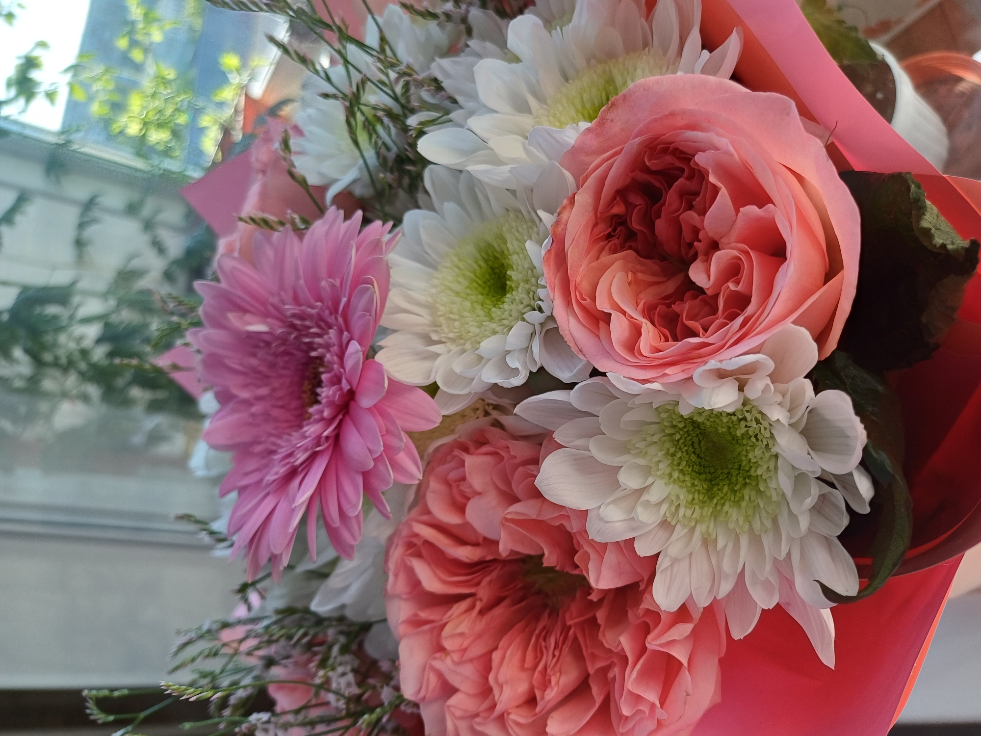A close-up shot captures a vibrant bouquet of pink and white flowers arranged in a bright pink wrapper. The bouquet features a large pink gerbera daisy as the centerpiece, with creamy white chrysanthemums and lush coral-pink roses interspersed throughout. Delicate sprigs of greenery add texture and depth to the arrangement. The flowers are positioned in the foreground, with a blurred background suggesting an indoor setting near a window. The natural light filtering through the window creates a soft, diffused illumination on the bouquet. The overall impression is one of freshness and natural beauty. The location is unknown, and no people are present in the image.