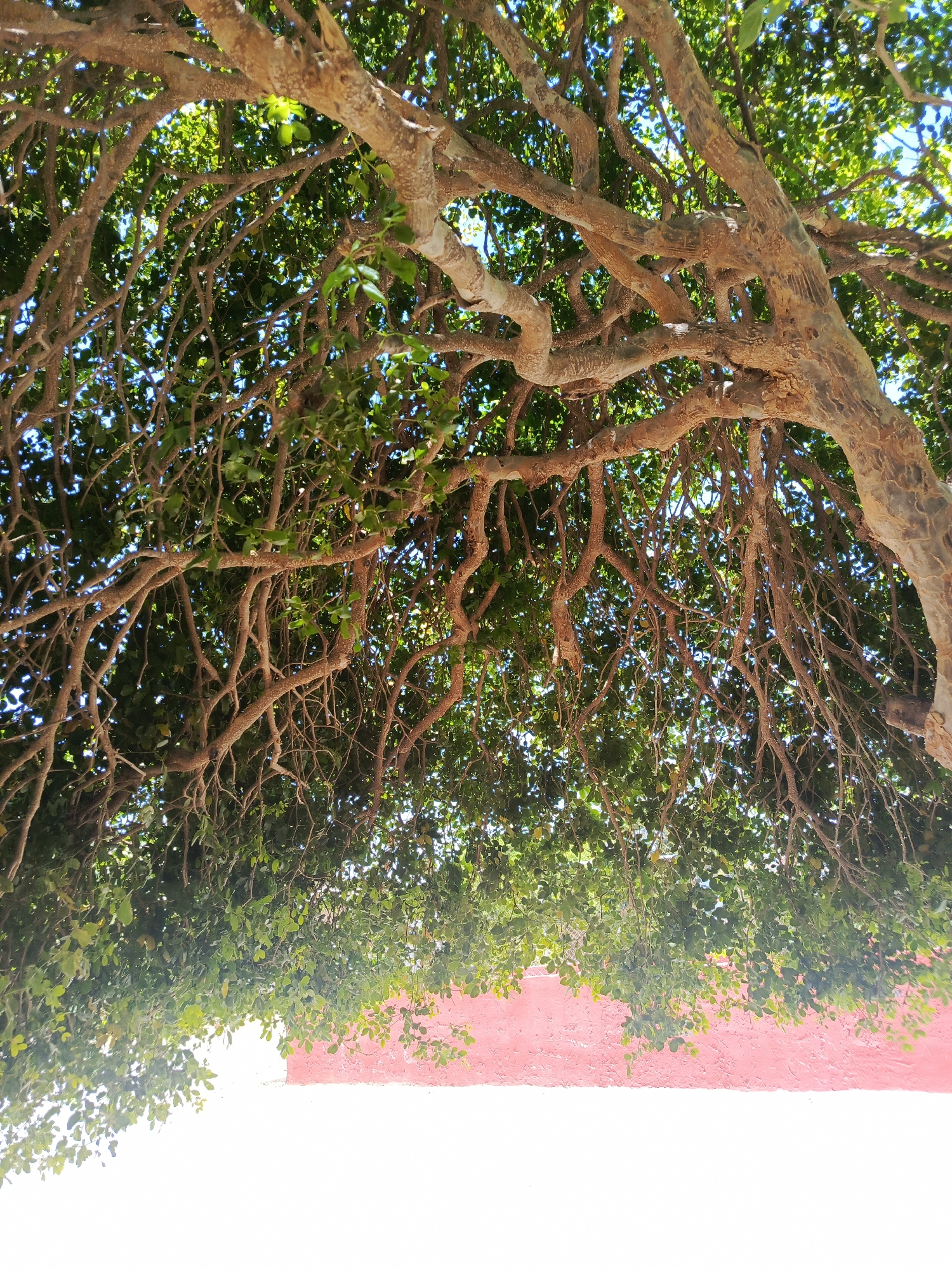 This image presents a vibrant, low-angle perspective looking up into the dense canopy of a large tree. The scene is dominated by a complex network of thick, gnarled, brown branches with textured bark, heavily interwoven with smaller twigs and lush green leaves. Sunlight filters through the foliage, creating bright patches and dappled light effects on the leaves and branches. Many slender branches and vine-like growths hang downwards from the main structure of the tree.
Beneath the overarching tree canopy, a distinct reddish-pink wall or building is partially visible, providing a striking color contrast against the greens and browns of the vegetation. The wall appears to have a textured, possibly stuccoed surface. The very bottom portion of the image is a bright, almost stark white, suggesting a brightly illuminated ground surface, pathway, or another lighter-colored wall, drenched in sunlight.
The clear blue sky is discernible in various gaps between the leaves, indicating bright, sunny weather. The strong illumination suggests it is daytime, likely mid-morning or afternoon. There are no people or specific activities depicted. The overall atmosphere conveys a sense of tropical warmth and natural abundance, typical of locations like Juan Griego, Venezuela, where colorful architecture often blends with lush vegetation under a strong sun. No visible text is present in the image.