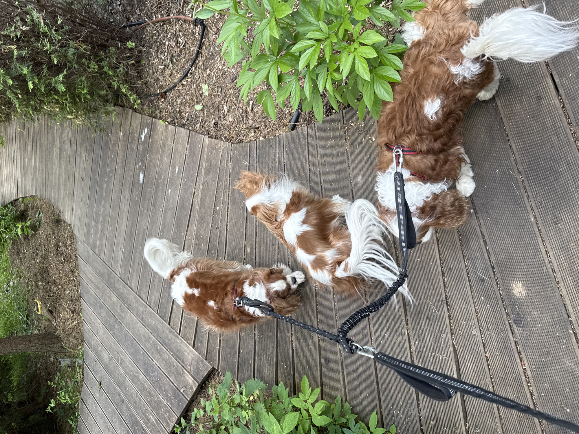 Two Cavalier King Charles Spaniels lie on a wooden deck. The dogs are brown and white, and are attached to a black leash. The location is outdoors near greenery. Sapronovo, Russia is inferred by the query.