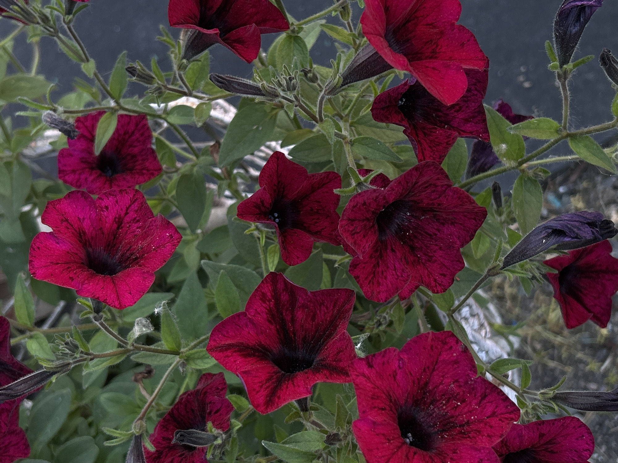 This media file is a close-up, overhead shot of several deep red and purple petunias in bloom. The flowers are the primary subjects, with their velvety petals and dark centers dominating the frame. The setting appears to be an outdoor garden or planter, with green foliage and stems visible among the flowers. Some of the petunias are fully open, displaying their trumpet-like shapes, while others are still developing buds. The background is a dark, out-of-focus blur, possibly suggesting a paved surface or shadowed area. The lighting suggests it could be daytime, but the exact time is not discernible. There is no visible text in the image. The overall mood is one of natural beauty and the vibrant display of blooming flowers.