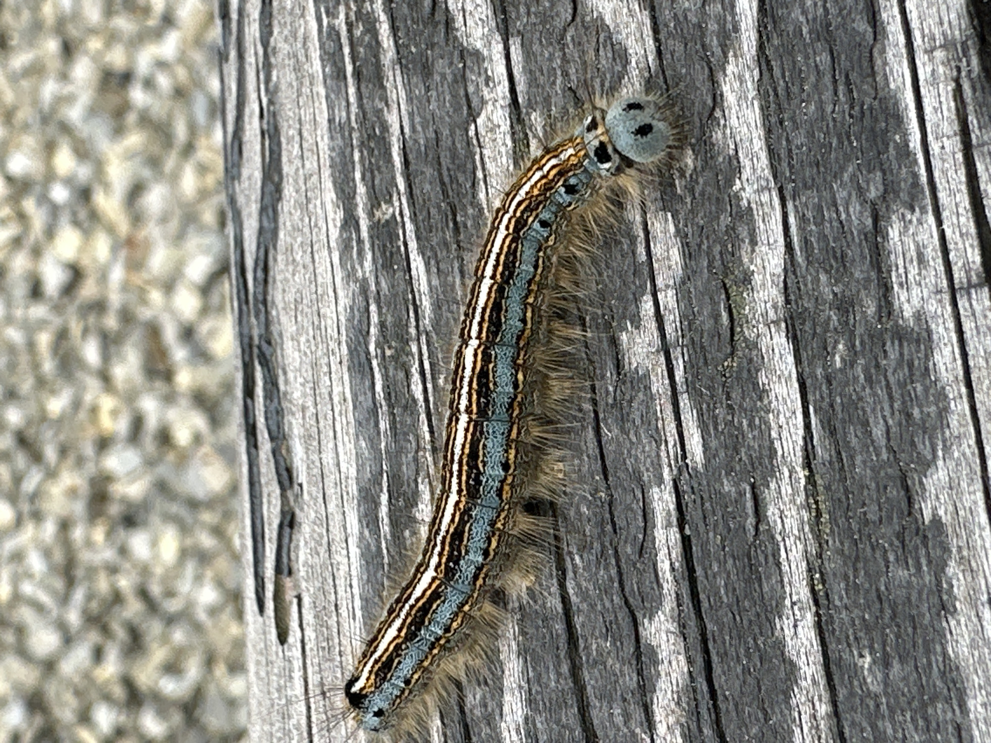 A close-up, high-angle shot shows a caterpillar crawling on a weathered wooden surface in Wisła, Poland. The caterpillar is elongated and segmented, with a fuzzy texture. It has a blue stripe running down its back, bordered by thin white and brown stripes. Its head is light blue with two black spots that resemble eyes. The wooden surface is composed of aged, gray planks with visible grain and cracks. In the background, out of focus, is a surface with small, light-colored stones.