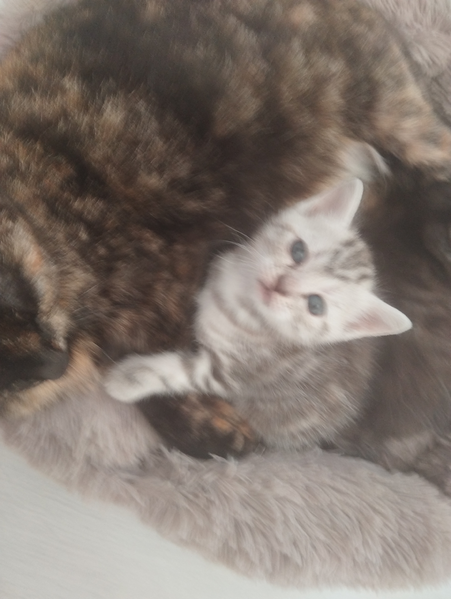 A small, light gray tabby kitten with blue eyes is lying on a larger, brown tabby cat. The background is a soft, furry material. The location and city are not discernible from the image.