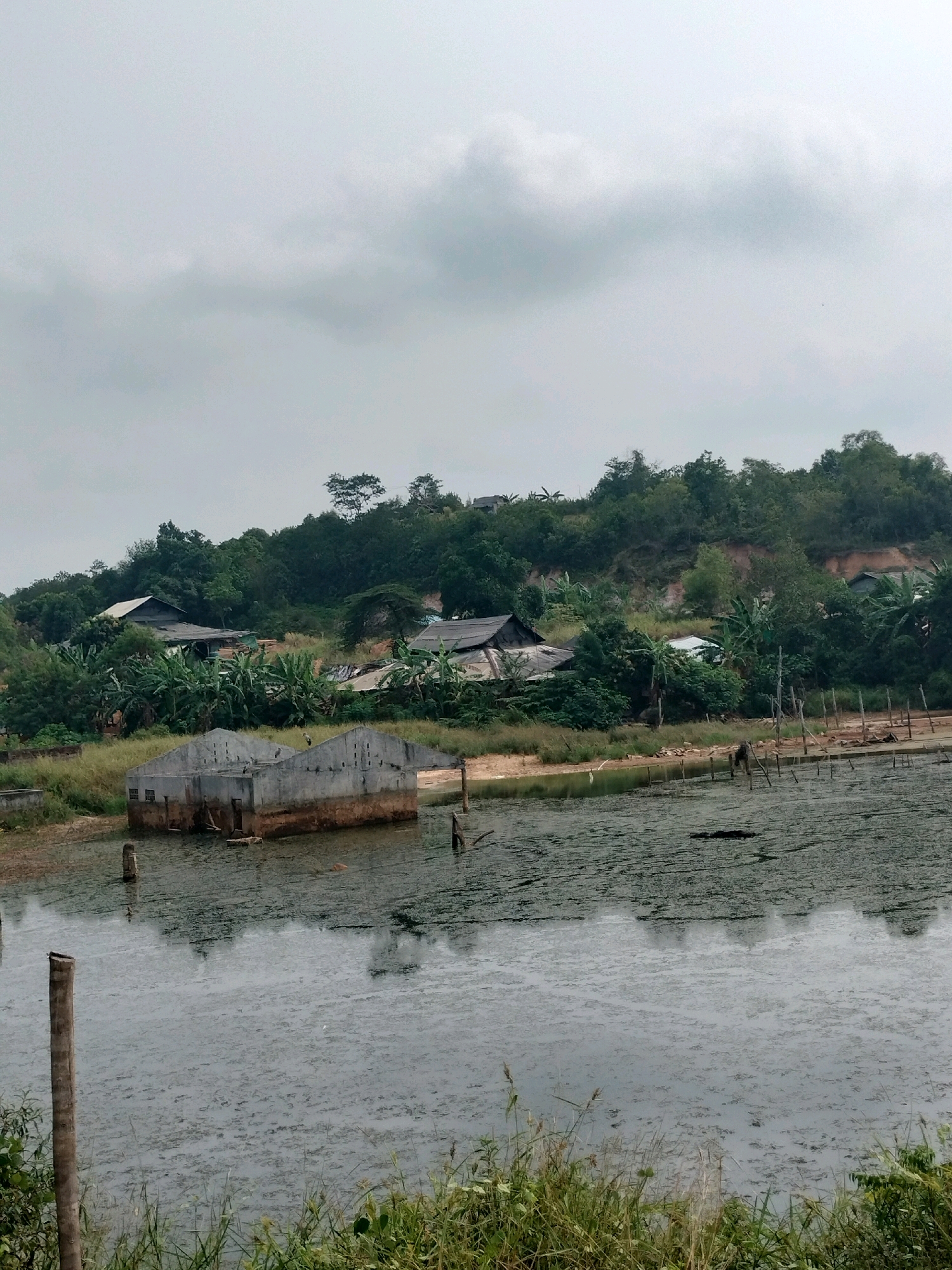 The image shows a body of murky water covered in green algae. In the foreground, there is a wooden post and tall grass. In the mid-ground, partially submerged in the water, are the ruins of a concrete building. The building appears to be an abandoned industrial structure, possibly a warehouse or factory, with exposed concrete walls and a damaged roof. Several wooden posts are visible sticking out of the water around the building. In the background, there is a hillside covered in dense vegetation and trees. Several houses with dark roofs are nestled among the trees on the slope. The sky is overcast and a dull gray. The scene suggests an area in Batam, Indonesia, that has experienced flooding or subsidence, leading to the partial submersion of structures and the growth of algae in the water. There are no people visible in the image.